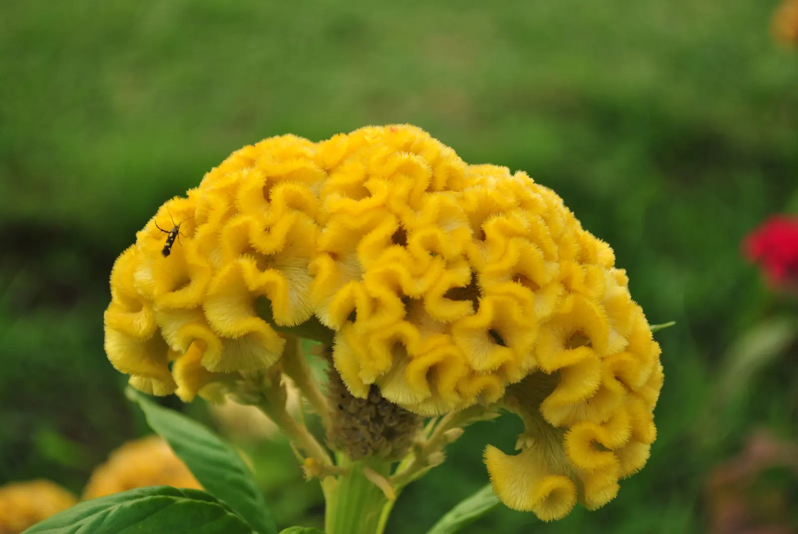 Cockscomb (Celosia Plumosa) — Its textural blooms also make it a popular choice for both fresh and dried floral arrangements