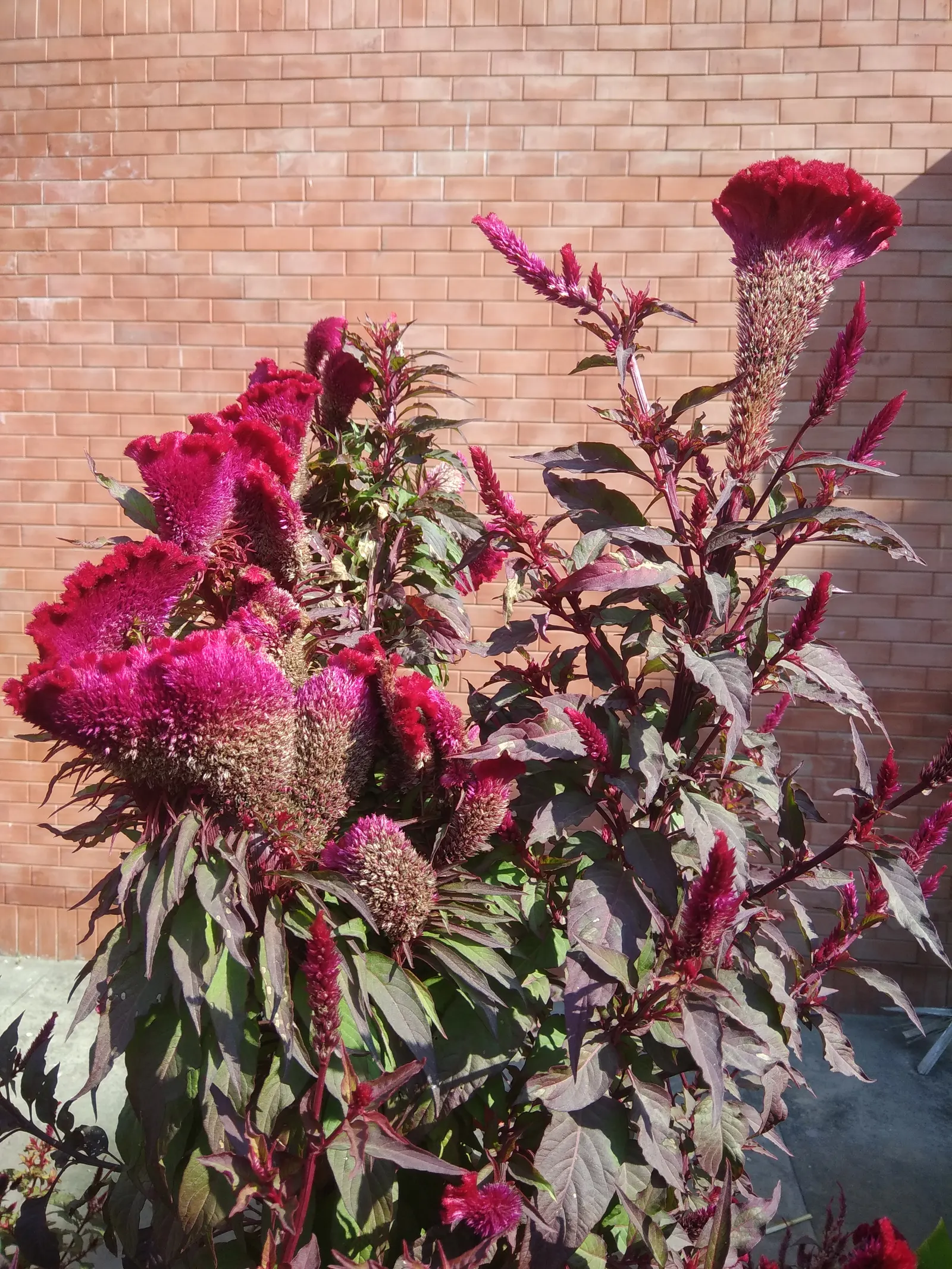 Cockscomb (Celosia Plumosa) — which can extend up to 8 inches long