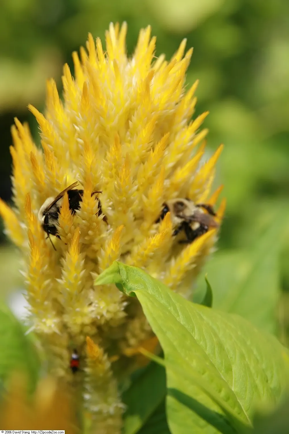 Cockscomb (Celosia Plumosa) — adding a fiery appeal to the landscape.<br><br>Celosia plumosa thrives in full sun