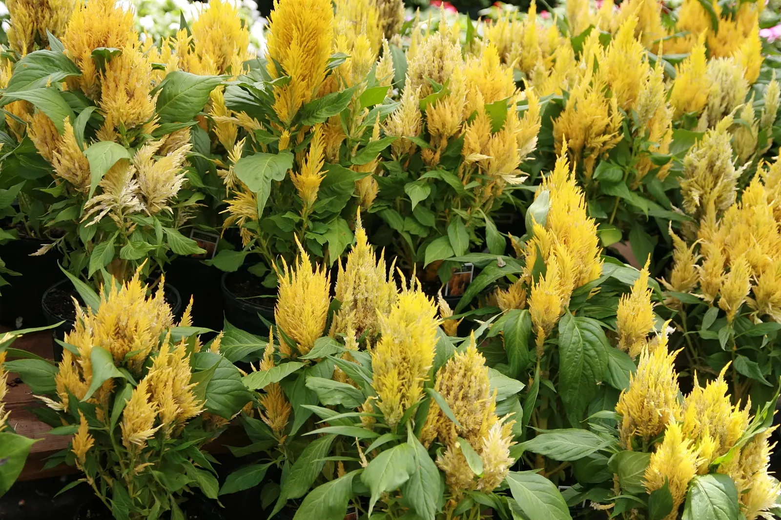 Cockscomb (Celosia Plumosa) — display a spectrum of colors including red; flowering summer through fall, excellent for cut flowers and dried arrangements