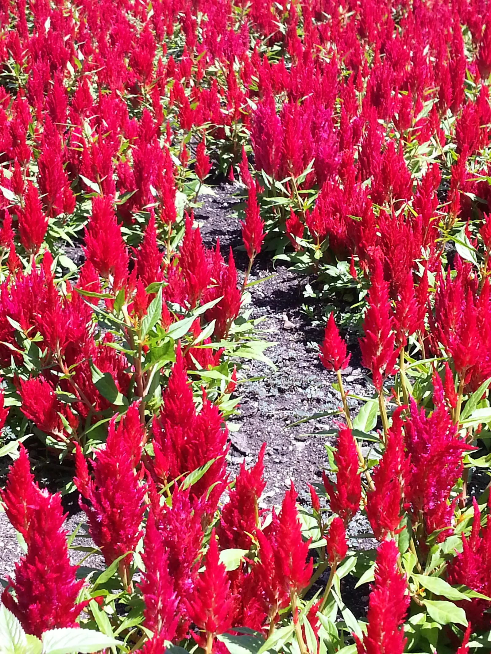 Cockscomb (Celosia Plumosa) — Moderate watering is essential; it is well-suited for USDA hardiness zones 2 through 11