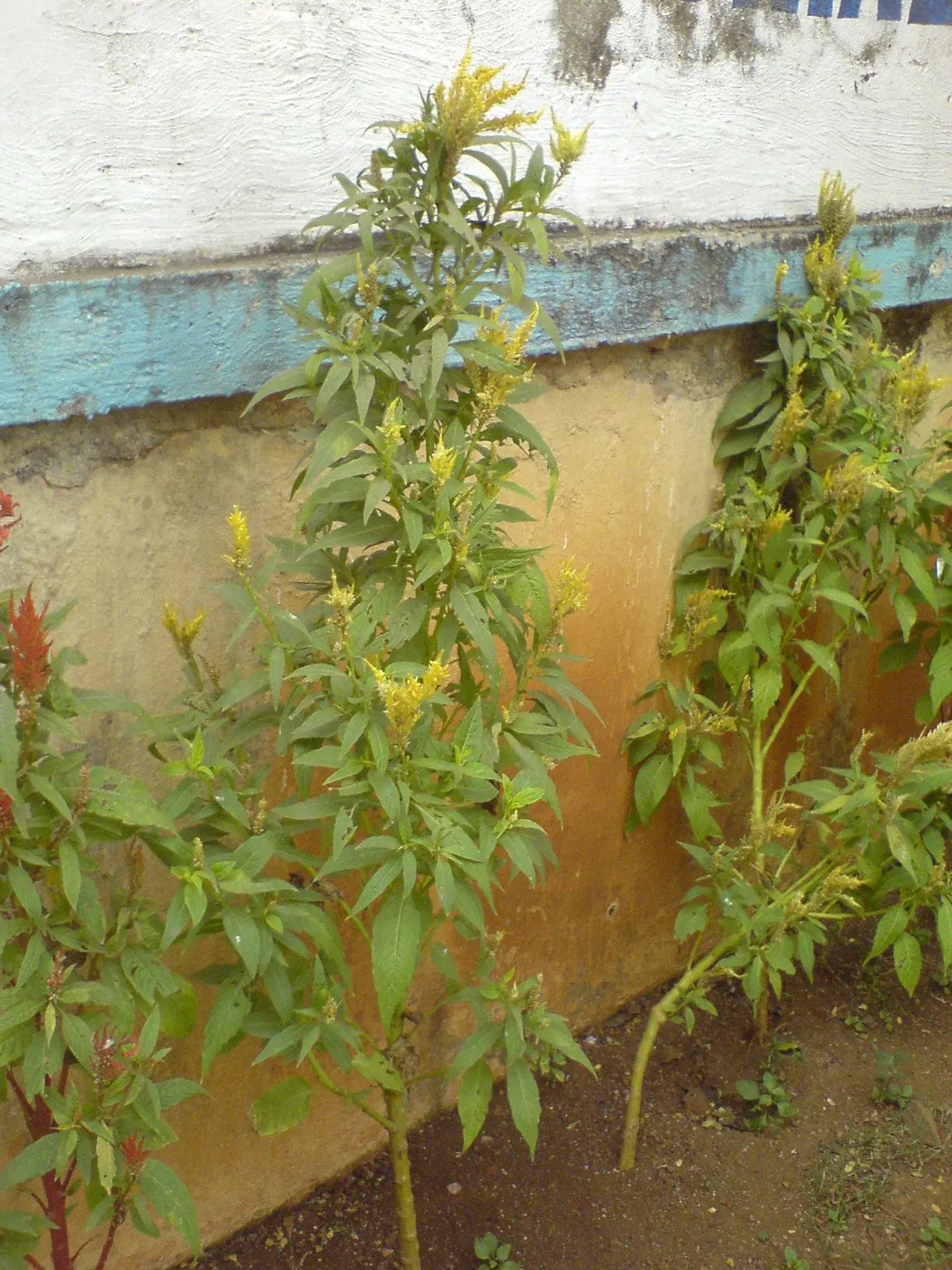 Cockscomb (Celosia Plumosa) — reaching a height of 6 to 12 inches with some varieties capable of growing up to 36 inches tall; display a spectrum of colors