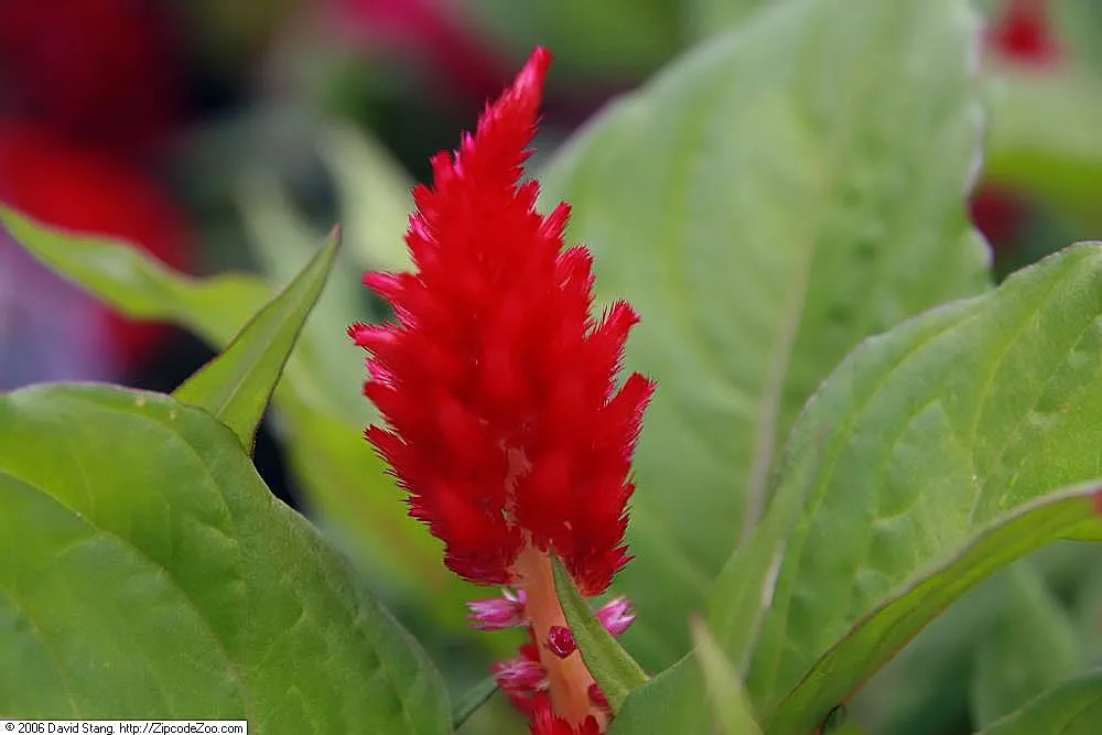 Cockscomb (Celosia Plumosa) — Attracts pollinators, adding ecological value to any garden design