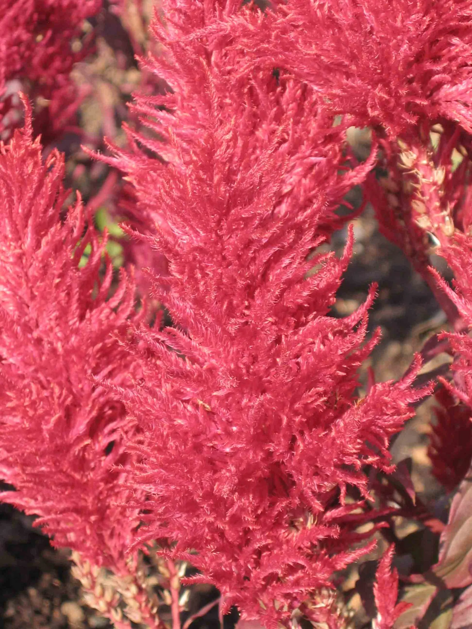 Cockscomb (Celosia Plumosa) — Its striking flower heads; as the Cockscomb tolerates drought better than wet feet, image 102
