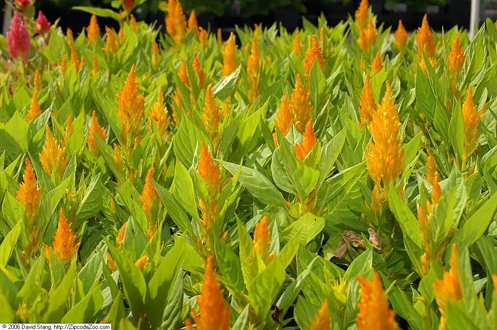 Cockscomb (Celosia Plumosa) — Its textural blooms also make it a popular choice for both fresh and dried floral arrangements; adding a fiery appeal to the