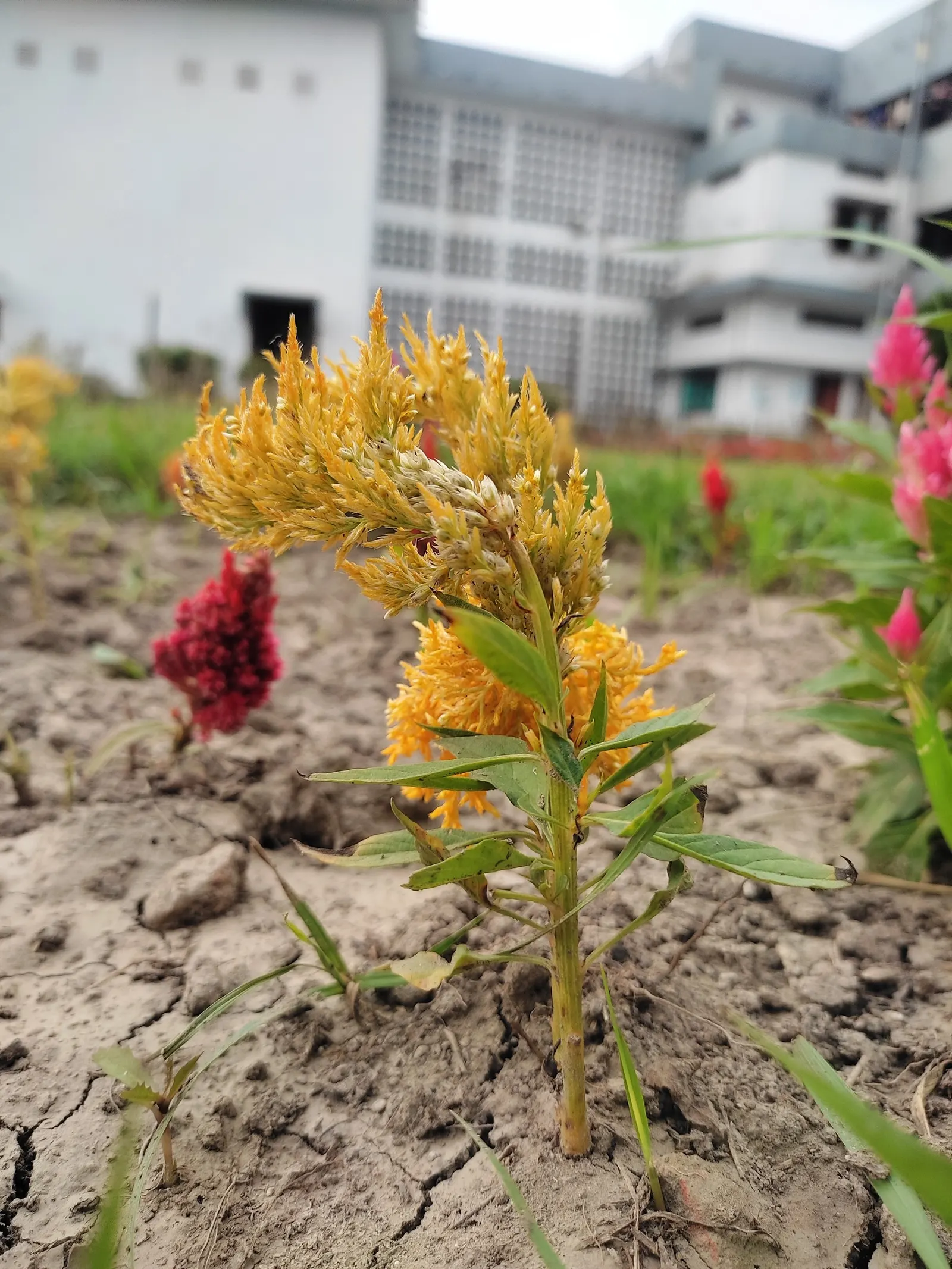 Cockscomb (Celosia Plumosa) — The plant prefers well-drained soil with a slightly acidic to neutral pH; this ornamental plant is a showstopper in, image 109