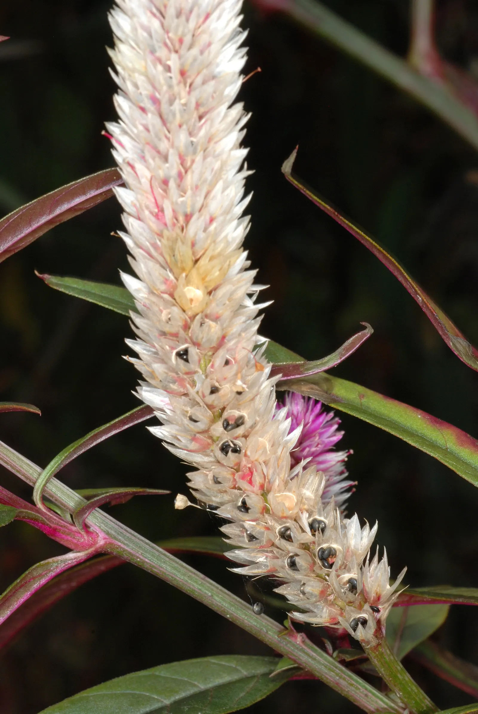 Cockscomb (Celosia Plumosa) — which can lead to root rot.<br><br>Low maintenance and relatively pest-free; is a striking annual known for, image 82