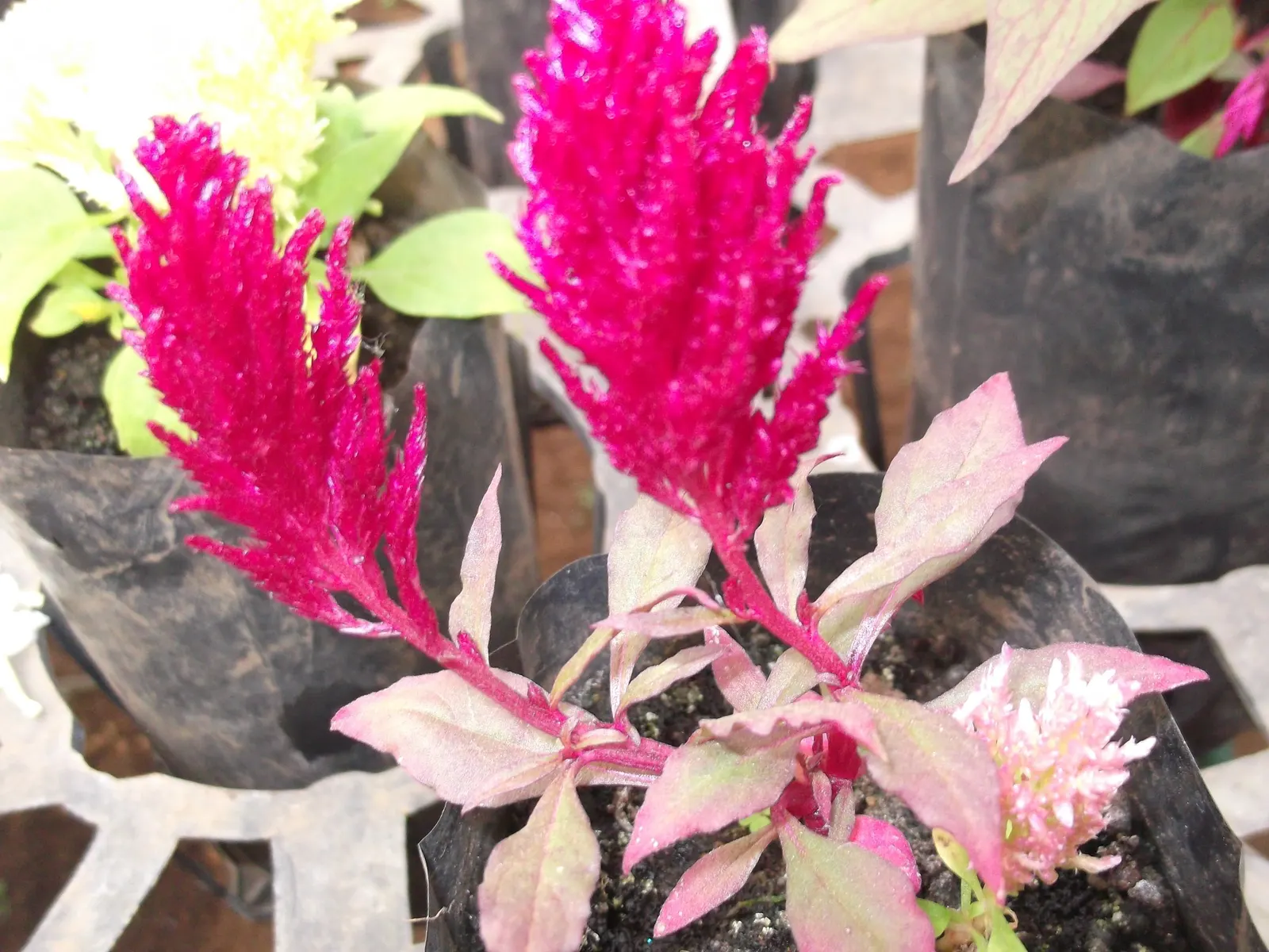 Cockscomb (Celosia Plumosa) — Prefers well-drained soil; demonstrating a remarkable adaptability to a variety of climates but excelling in warmer conditions