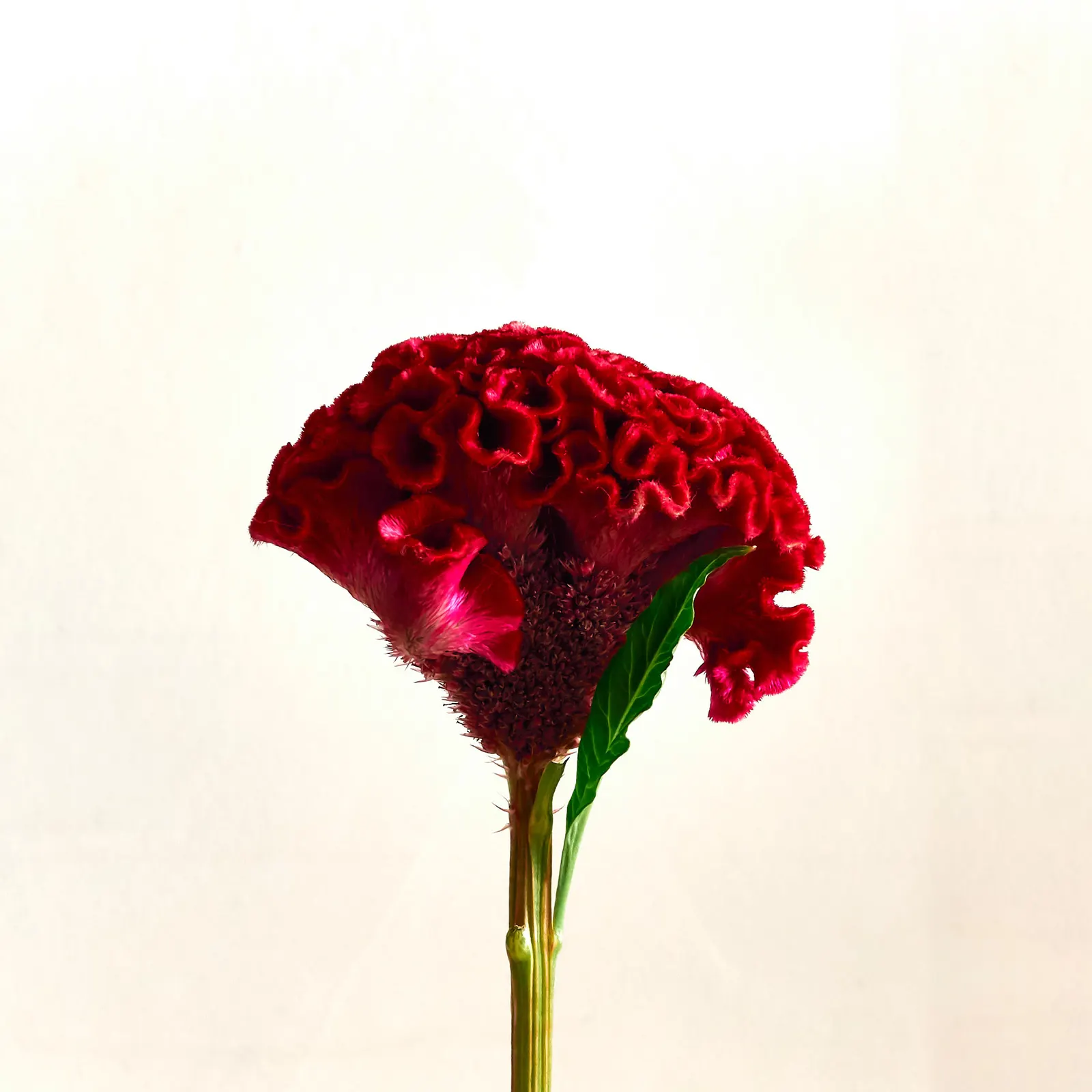 Cockscomb (Celosia Plumosa) — which can lead to root rot.<br><br>Low maintenance and relatively pest-free; is a striking annual known for plume-like flowers