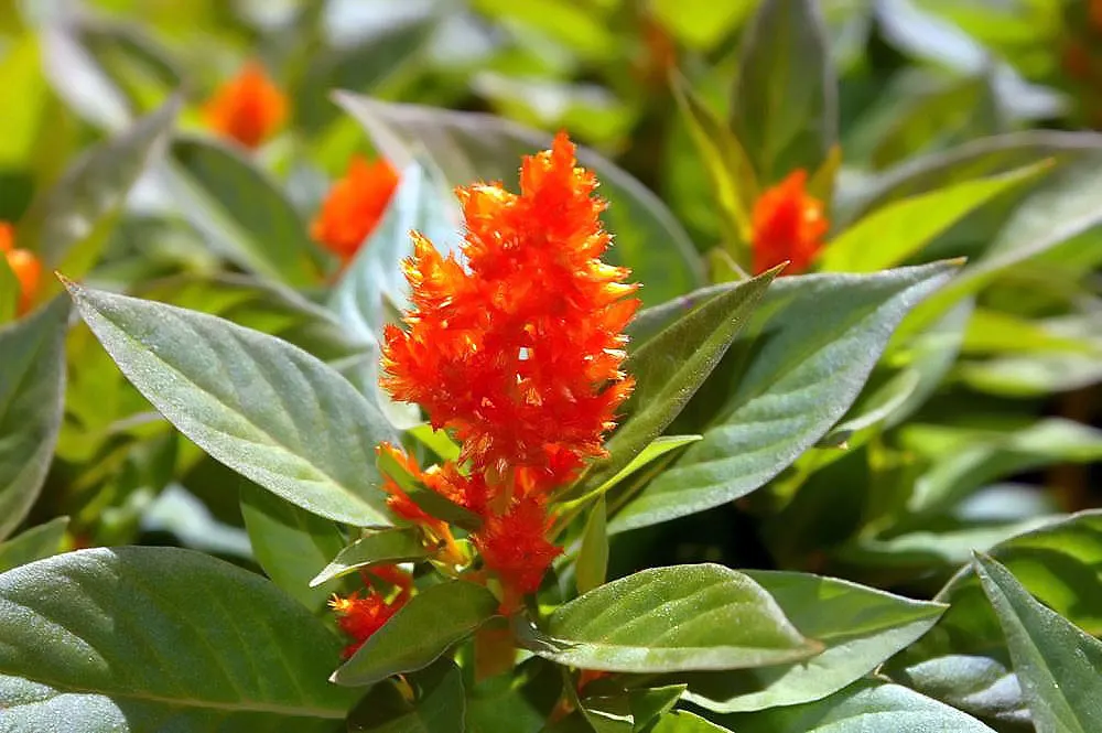 Cockscomb (Celosia Plumosa) — adding a fiery appeal to the landscape.<br><br>Celosia plumosa thrives in full sun; its striking flower heads, image 105