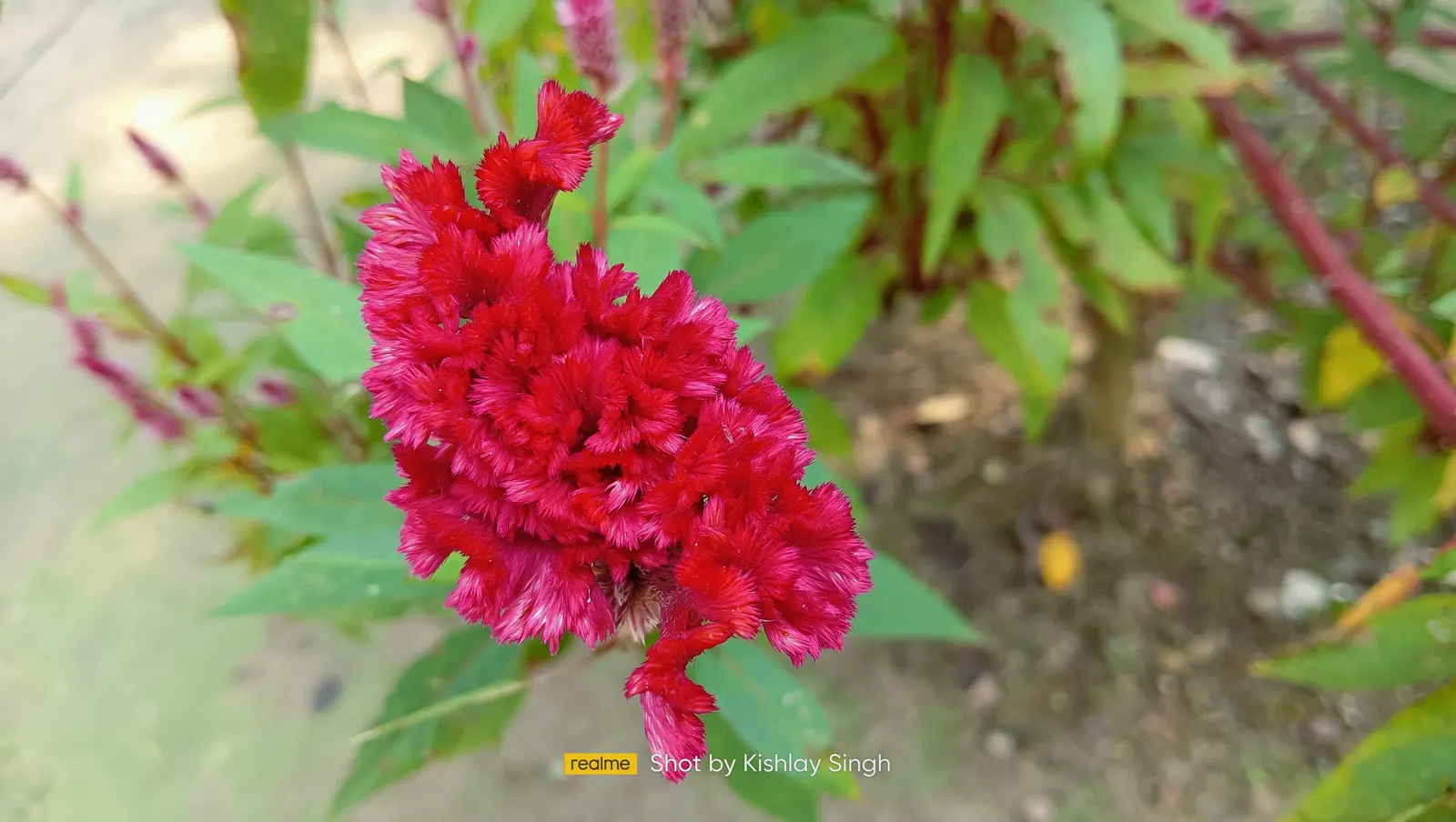 Cockscomb (Celosia Plumosa) — ensuring it will captivate and draw the eye of any onlooker; attracts pollinators, adding ecological value to any, image 87
