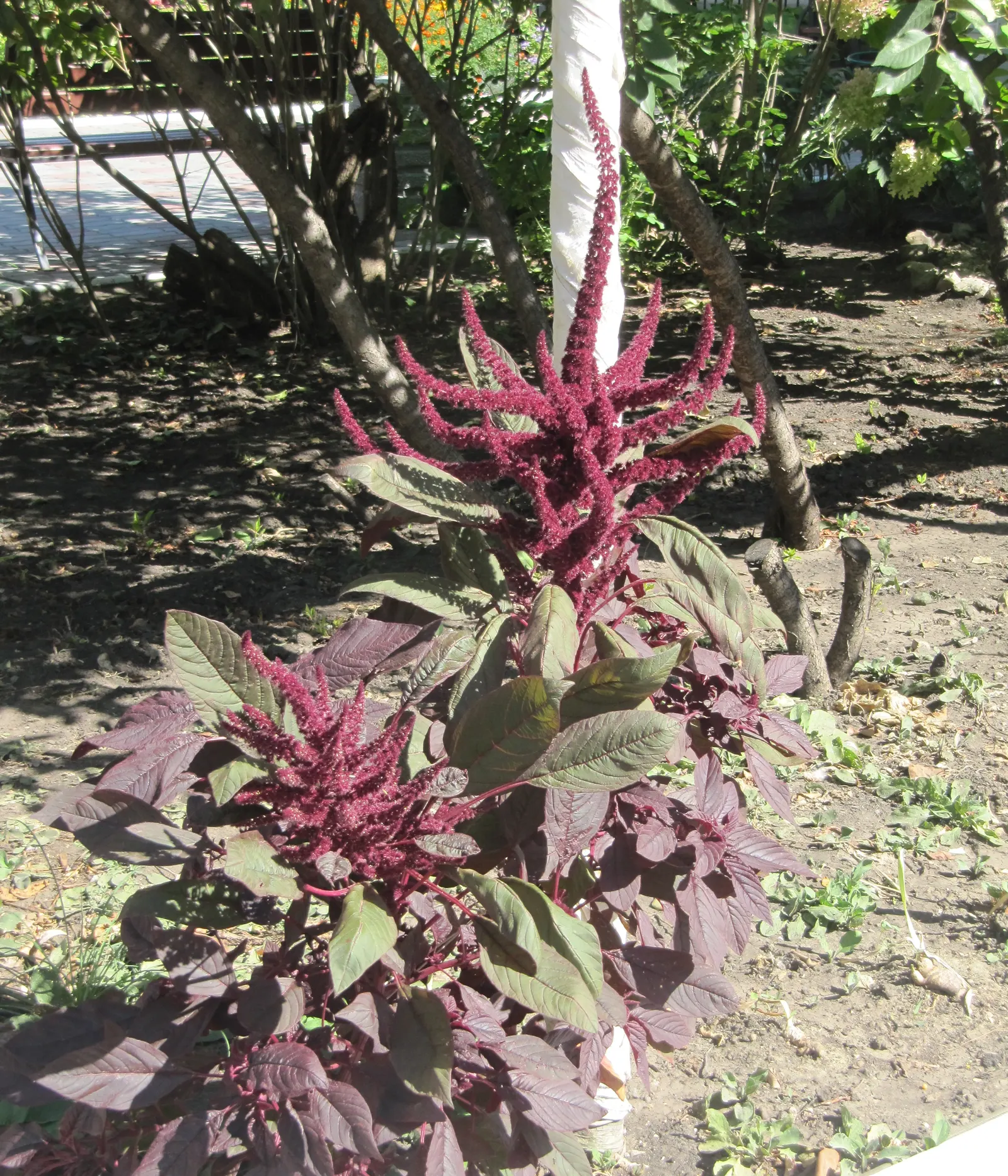 Cockscomb (Celosia Plumosa) — reaching a height of 6 to 12 inches with some varieties capable of growing up to 36 inches tall; display a spectrum, image 101
