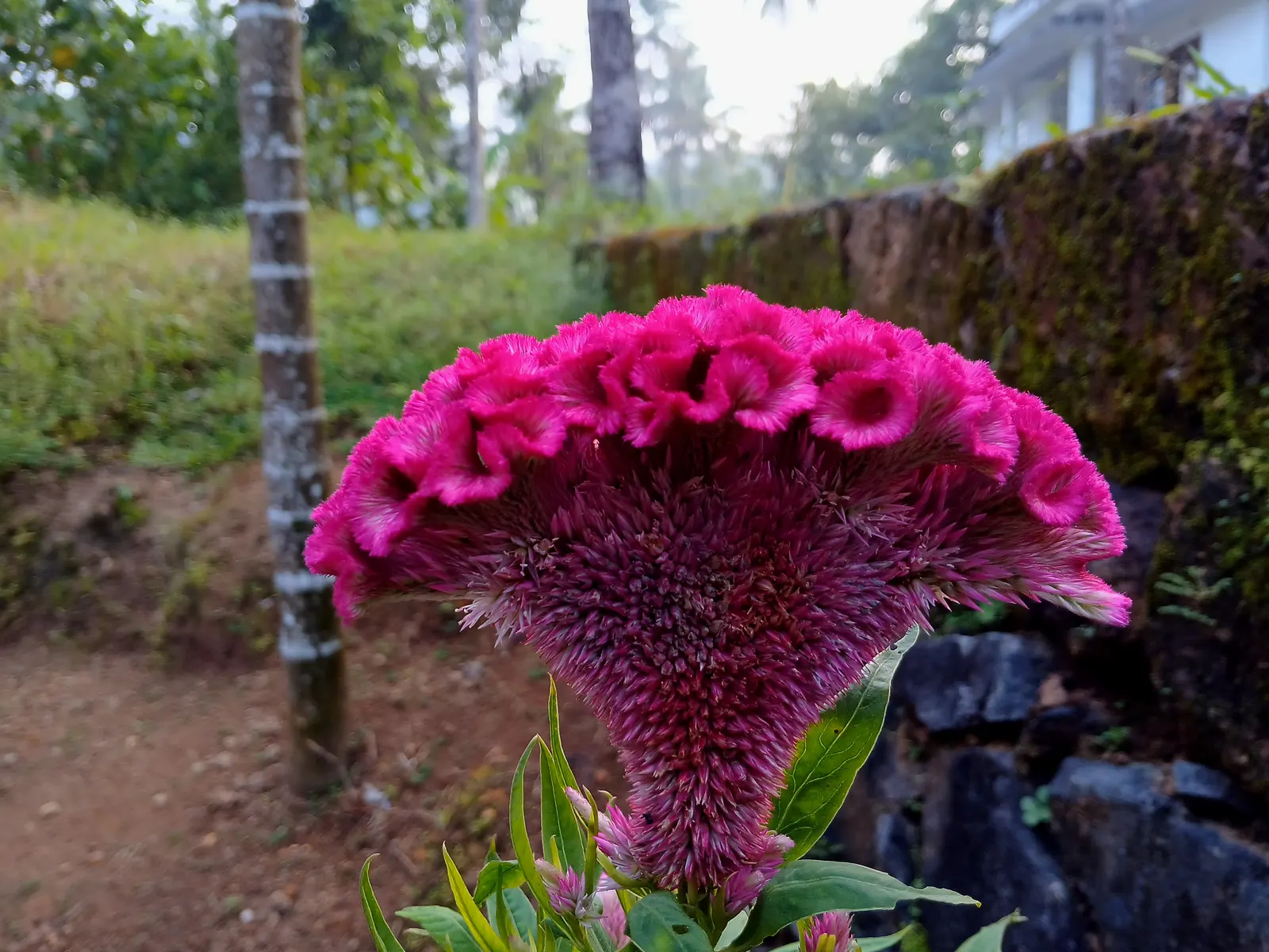 Cockscomb (Celosia Plumosa) — Attracts pollinators, adding ecological value to any garden design; belonging to the Amaranth family, image 96