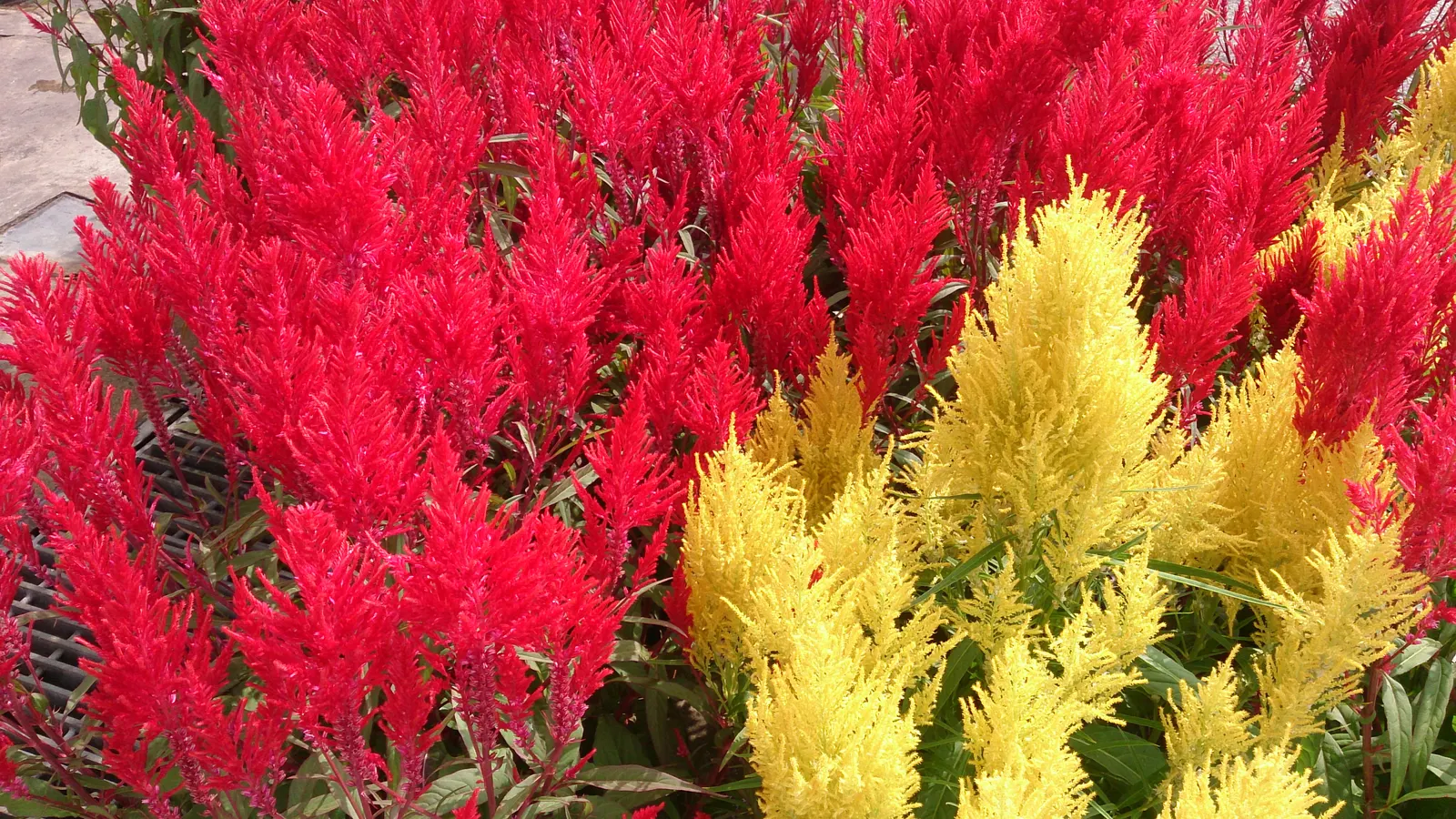 Cockscomb (Celosia Plumosa) — tufted blooms resembling a rooster's comb; celosia plumosa is an excellent choice for adding long-lasting bursts of, image 98