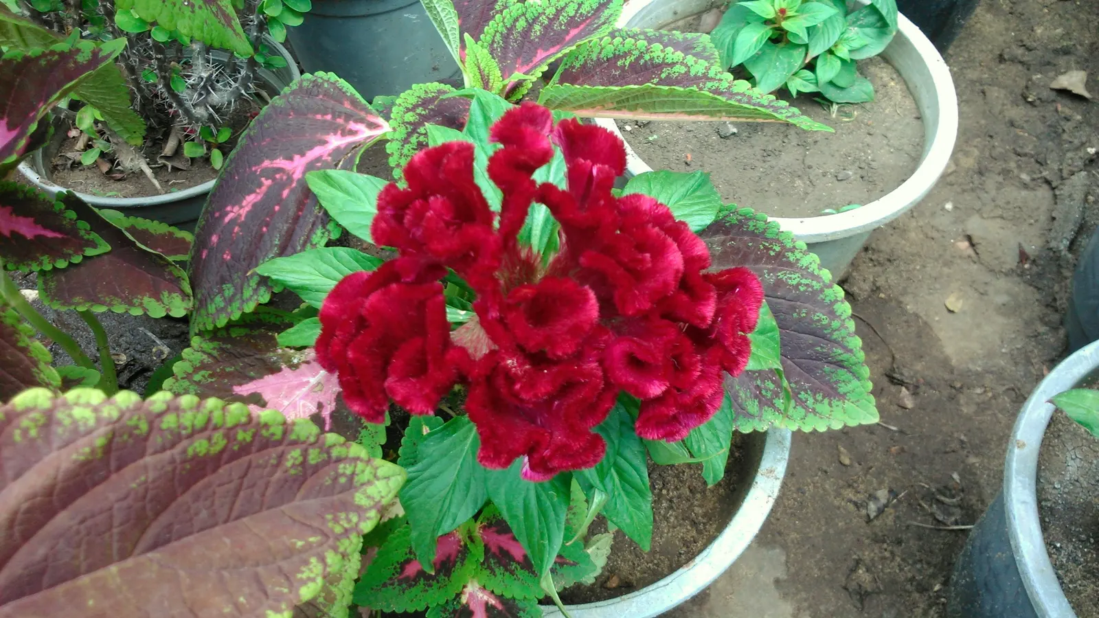Cockscomb (Celosia Plumosa) — Flowering summer through fall, excellent for cut flowers and dried arrangements