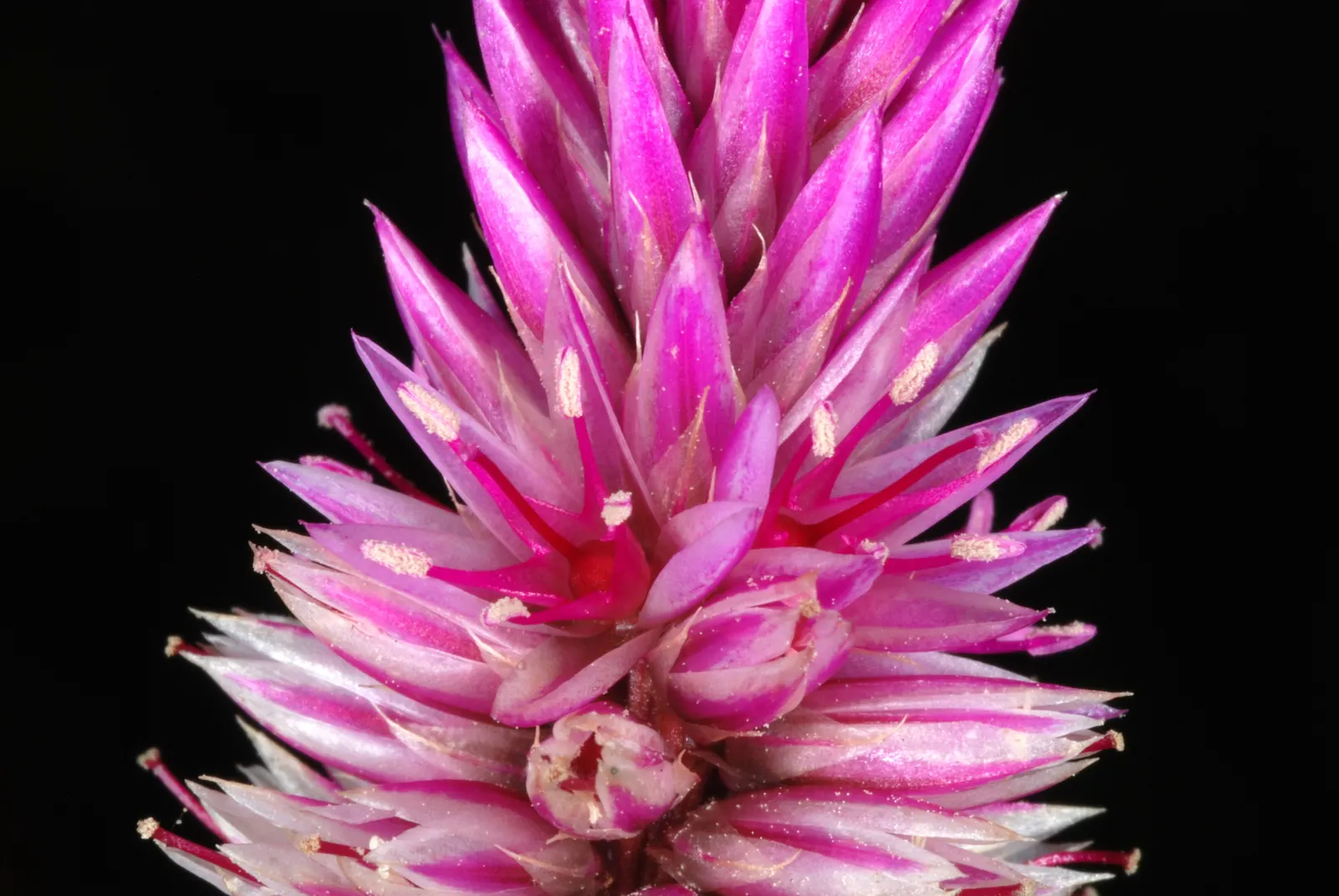 Cockscomb (Celosia Plumosa) — tufted blooms resembling a rooster's comb; celosia plumosa is an excellent choice for adding long-lasting bursts of color from