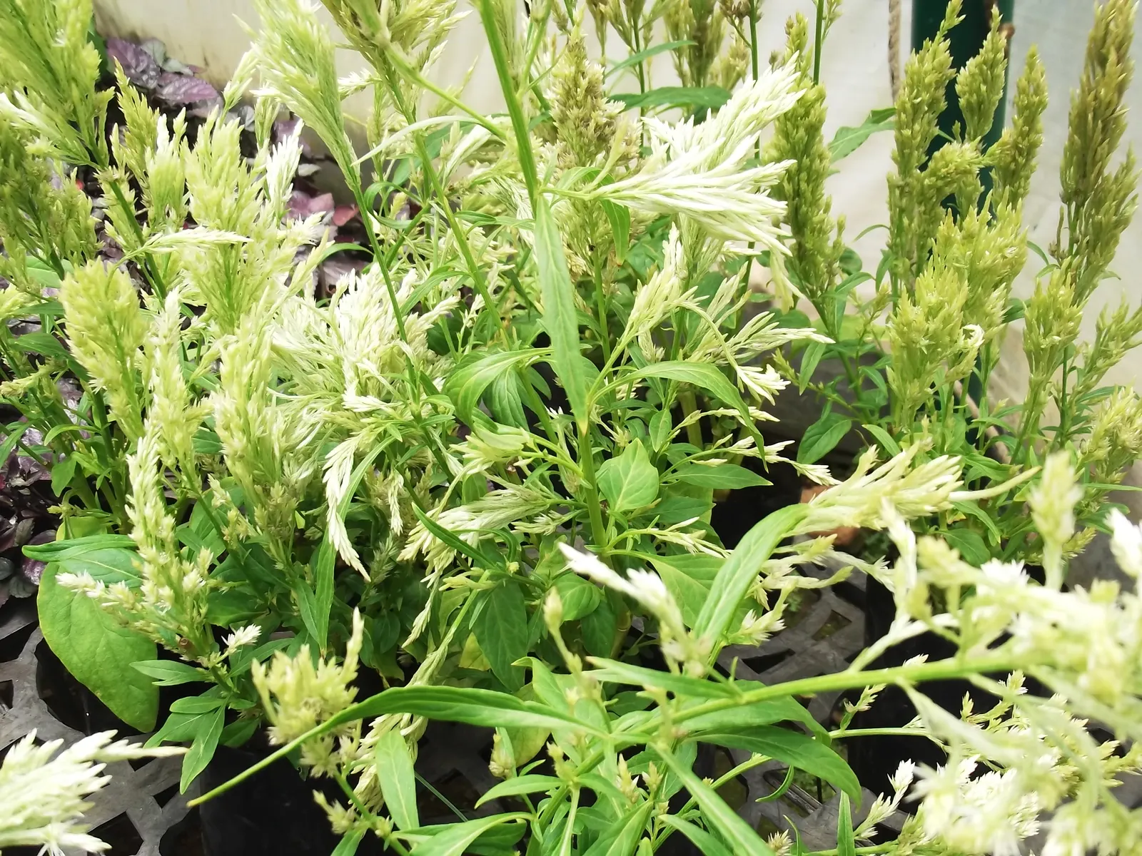 Cockscomb (Celosia Plumosa) — Moderate watering is essential