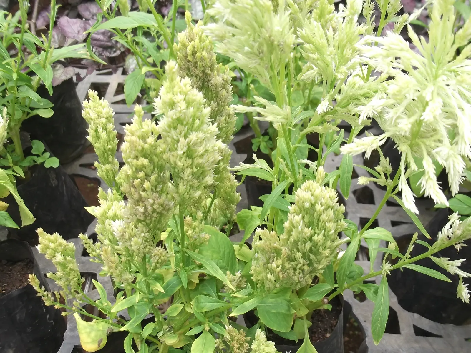 Cockscomb (Celosia Plumosa) — Its striking flower heads; as the Cockscomb tolerates drought better than wet feet, image 72