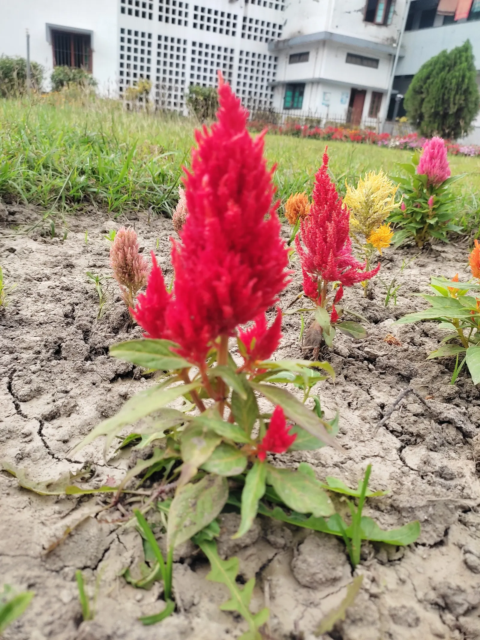 Cockscomb (Celosia Plumosa) — annual for full