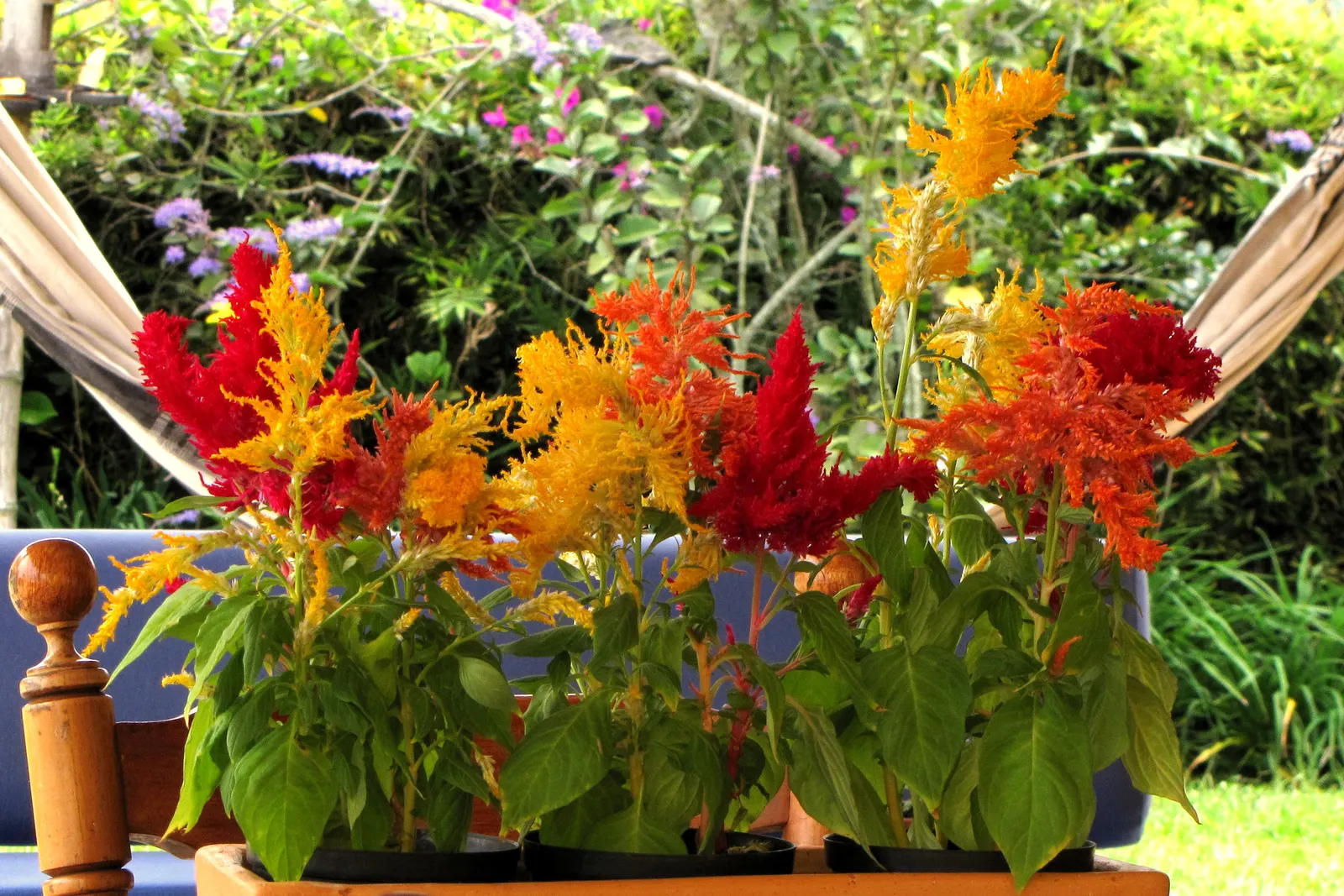 Cockscomb (Celosia Plumosa) — demonstrating a remarkable adaptability to a variety of climates but excelling in warmer conditions; prefers, image 78
