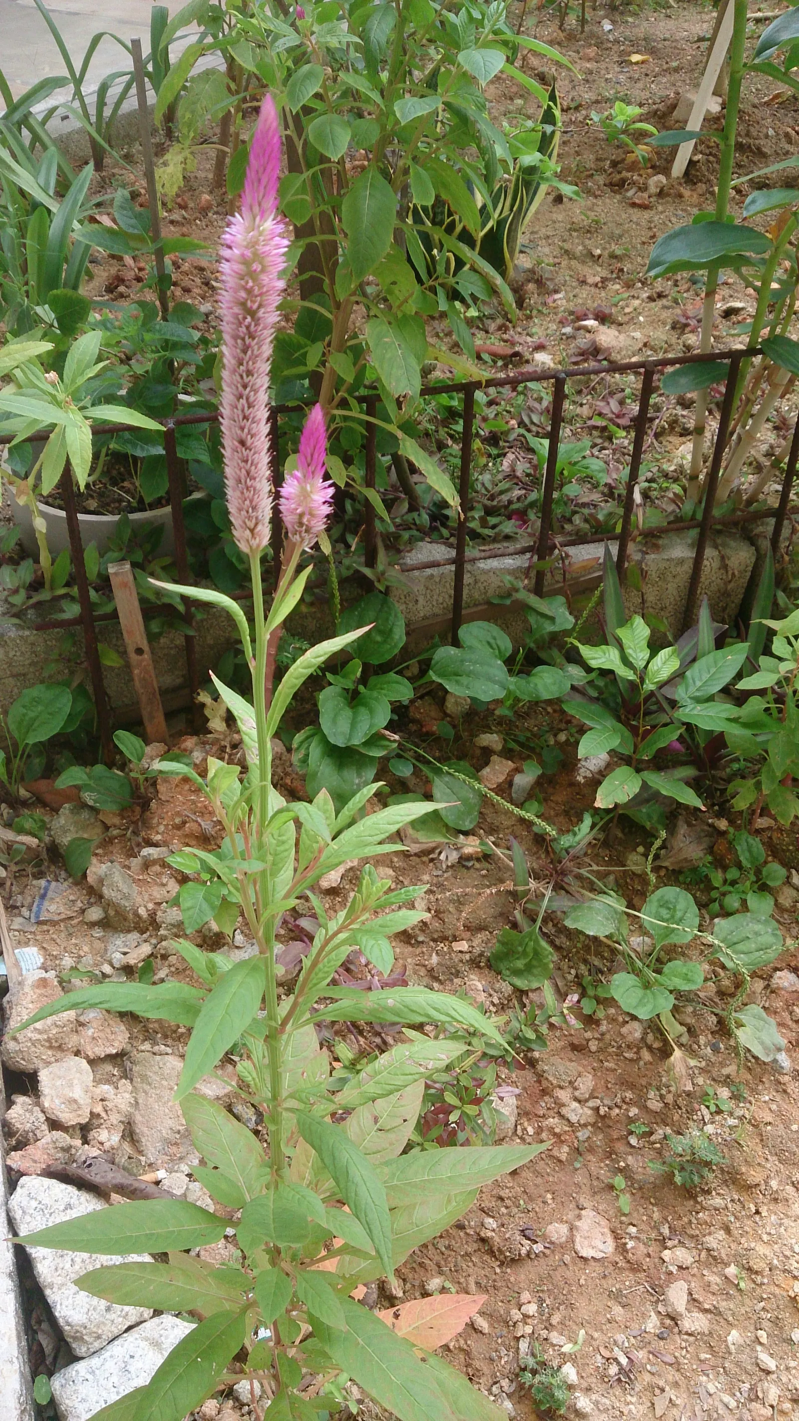 Cockscomb (Celosia Plumosa) — ensuring it will captivate and draw the eye of any onlooker