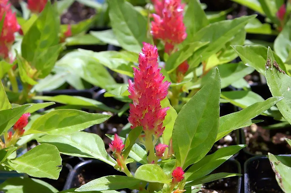 Cockscomb (Celosia Plumosa) — It is well-suited for USDA hardiness zones 2 through 11; consider its height and vivid hues for creating focal points, image 107