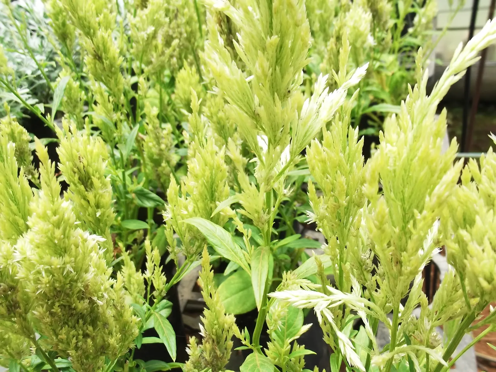 Cockscomb (Celosia Plumosa) — this ornamental plant is a showstopper in any garden; flowering annual known for its unique, image 70