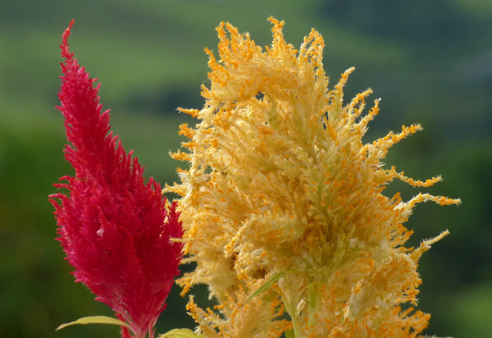 Cockscomb (Celosia Plumosa) — ensuring it will captivate and draw the eye of any onlooker; attracts pollinators, adding ecological value to any garden design