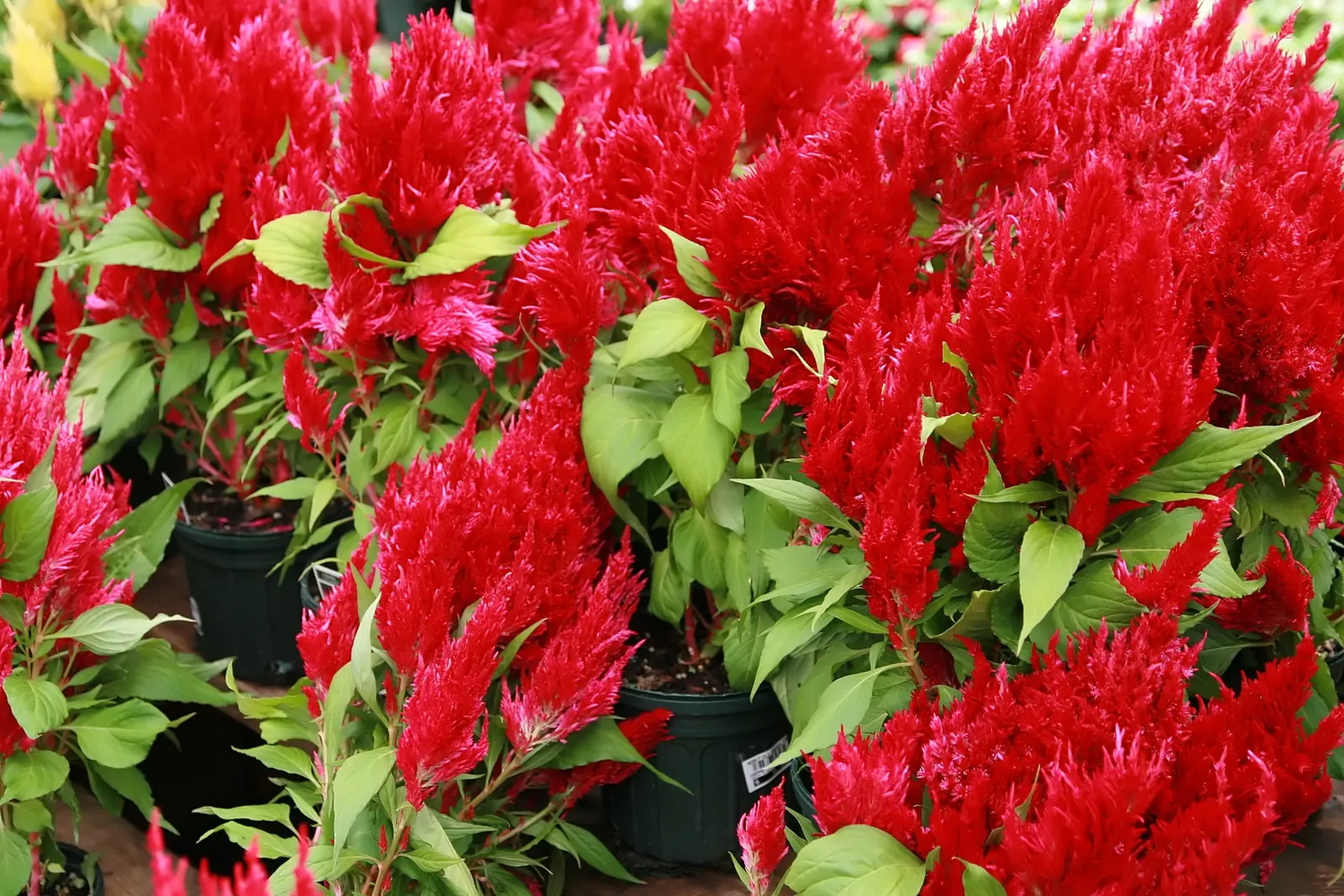 Cockscomb (Celosia Plumosa) — Belonging to the Amaranth family; annual for full