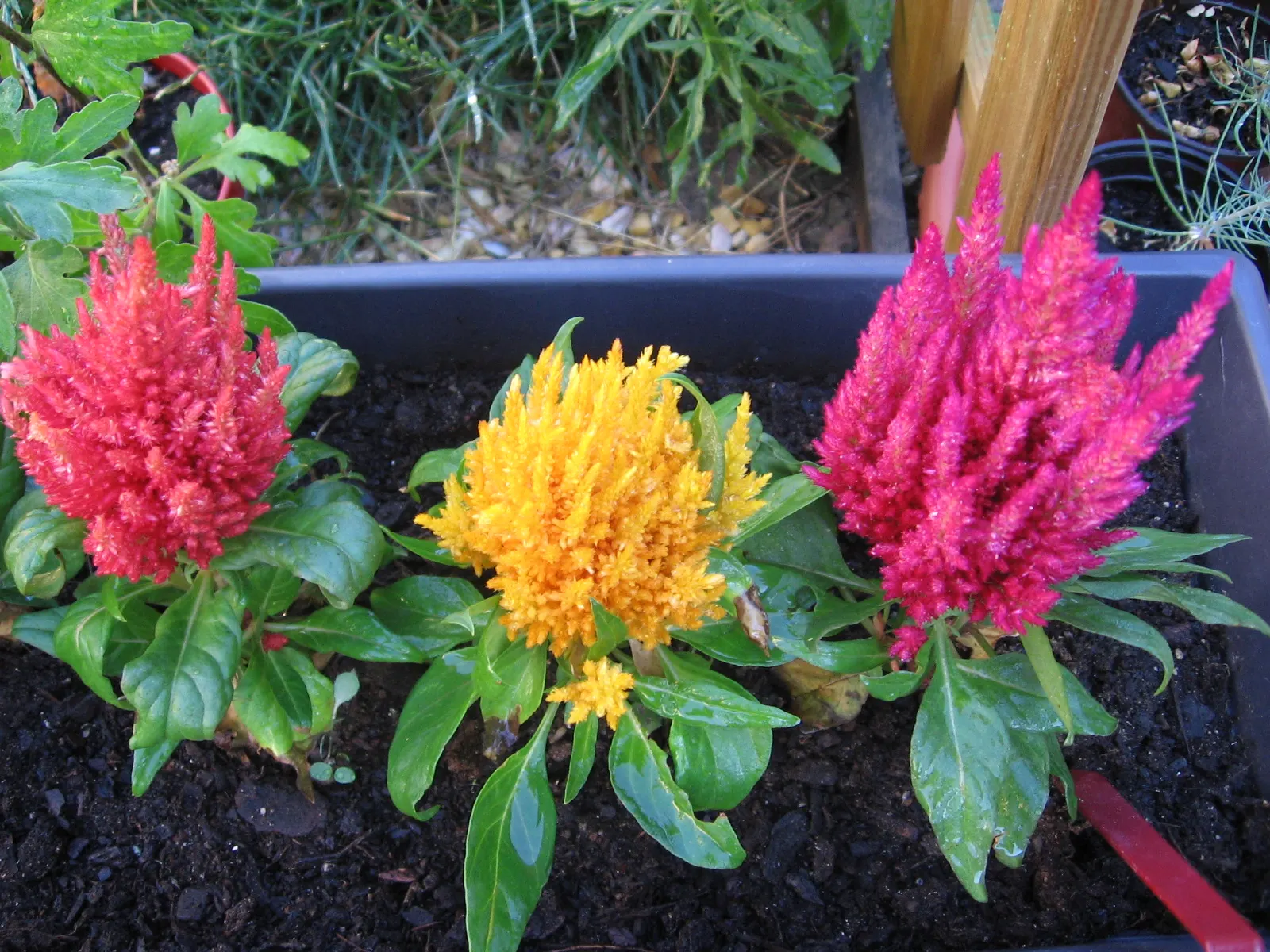 Cockscomb (Celosia Plumosa) — red and yellow flowers in the garden; which can extend up to 8 inches long