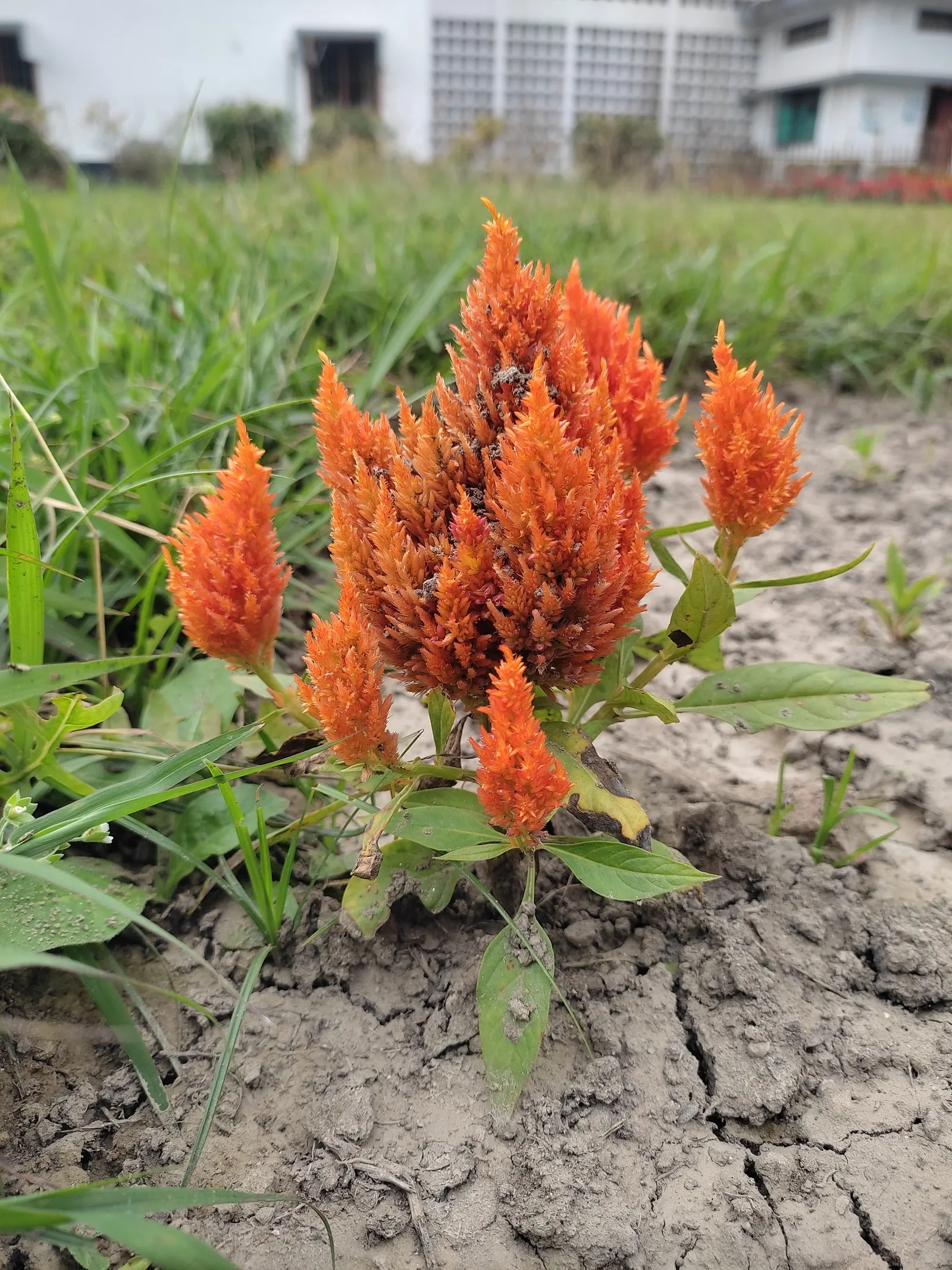 Cockscomb (Celosia Plumosa) — Celosia plumosa is an excellent choice for adding long-lasting bursts of color from mid-summer through fall