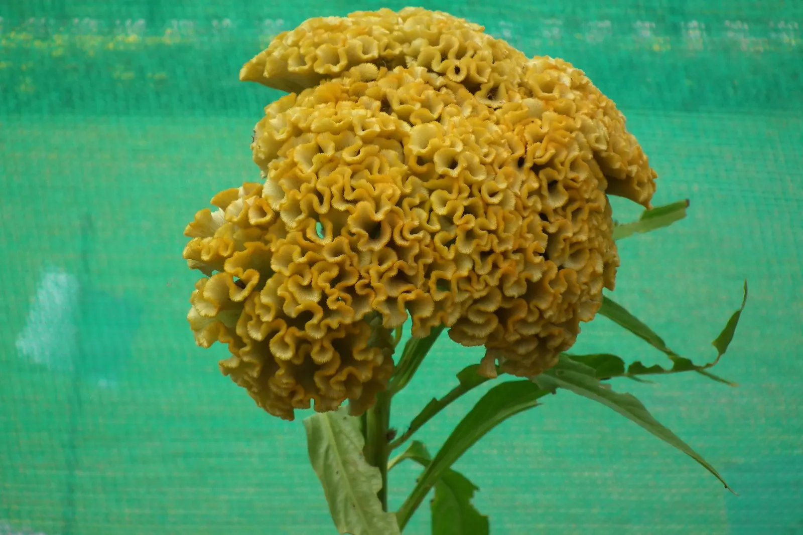 Cockscomb (Celosia Plumosa) — this ornamental plant is a showstopper in any garden