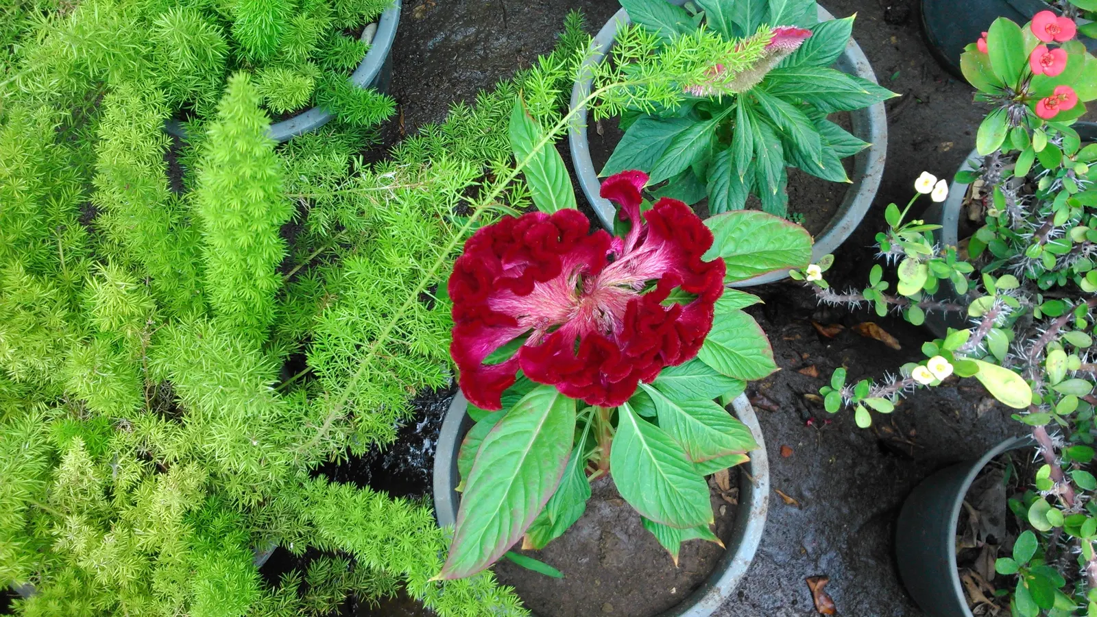 Cockscomb (Celosia Plumosa) — demonstrating a remarkable adaptability to a variety of climates but excelling in warmer conditions