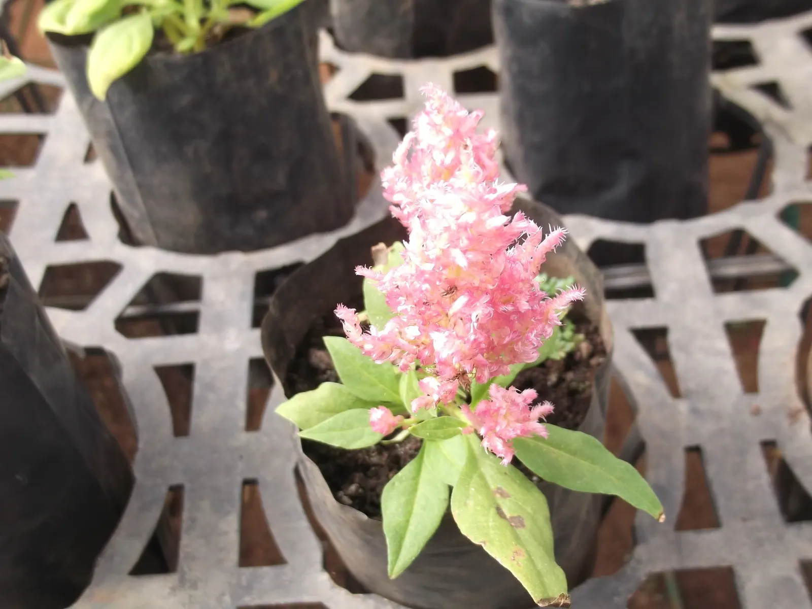 Cockscomb (Celosia Plumosa) — display a spectrum of colors including red; flowering summer through fall, excellent for cut flowers and dried, image 104