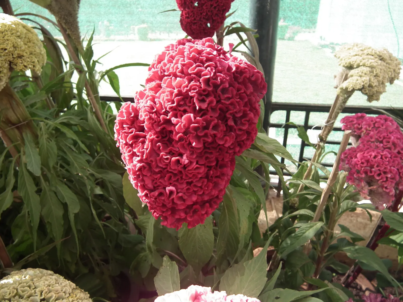 Cockscomb (Celosia Plumosa) — Its textural blooms also make it a popular choice for both fresh and dried floral arrangements; adding a fiery appeal, image 84