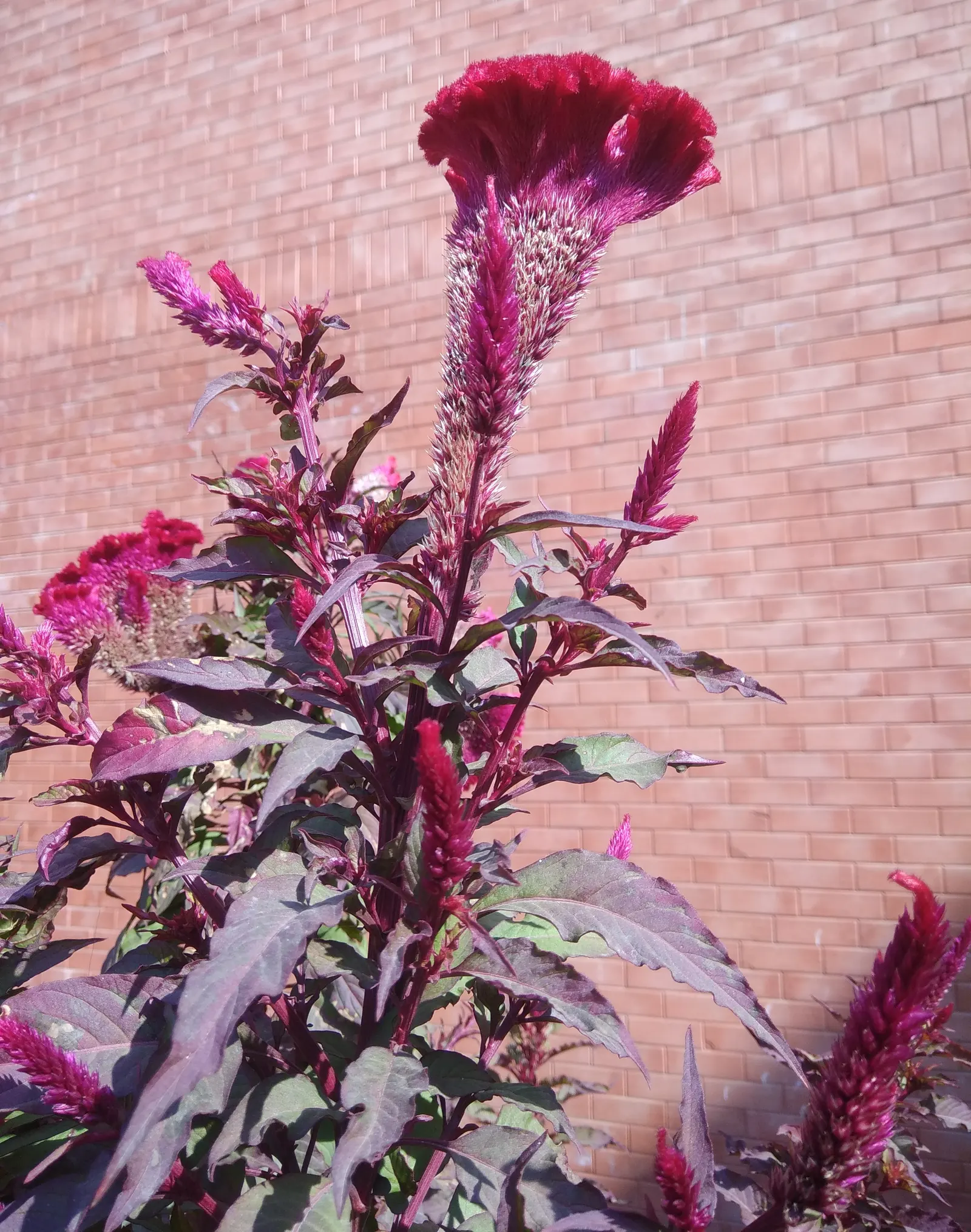 Cockscomb (Celosia Plumosa) — demonstrating a remarkable adaptability to a variety of climates but excelling in warmer conditions; prefers well-drained soil