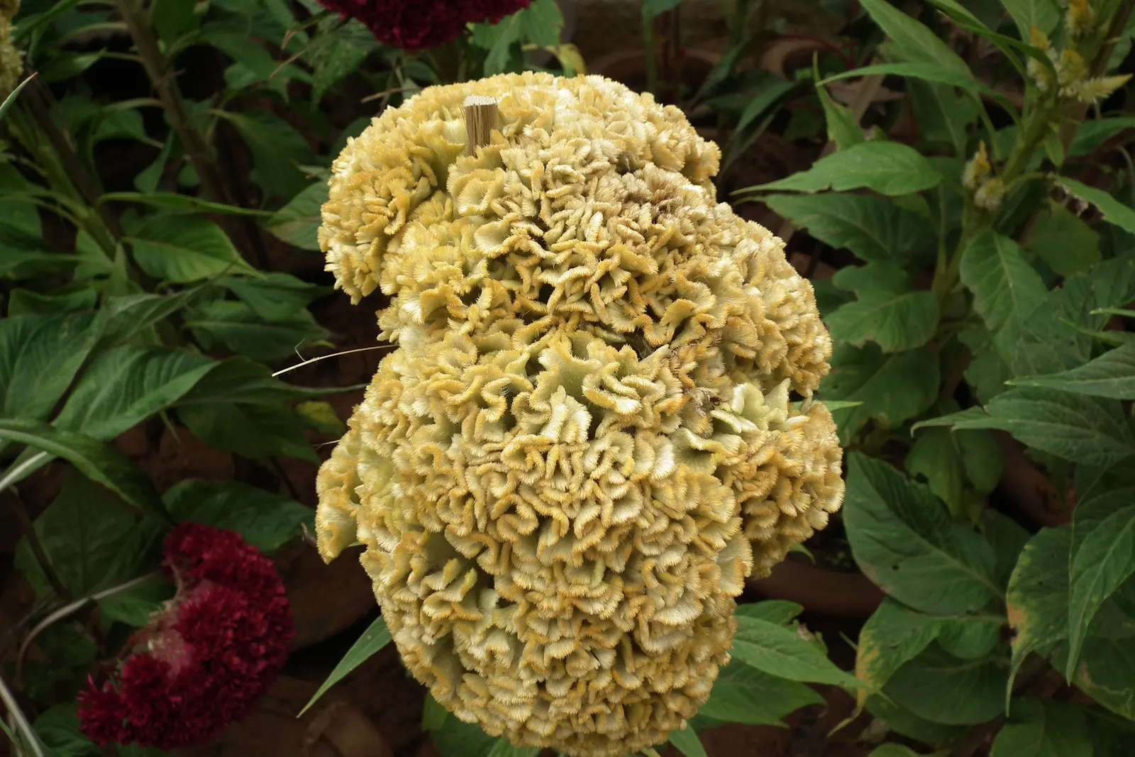 Cockscomb (Celosia Plumosa) — providing an enduring splash of color even after the growing season ends; which can lead to root rot.<br><br>Low maintenance and