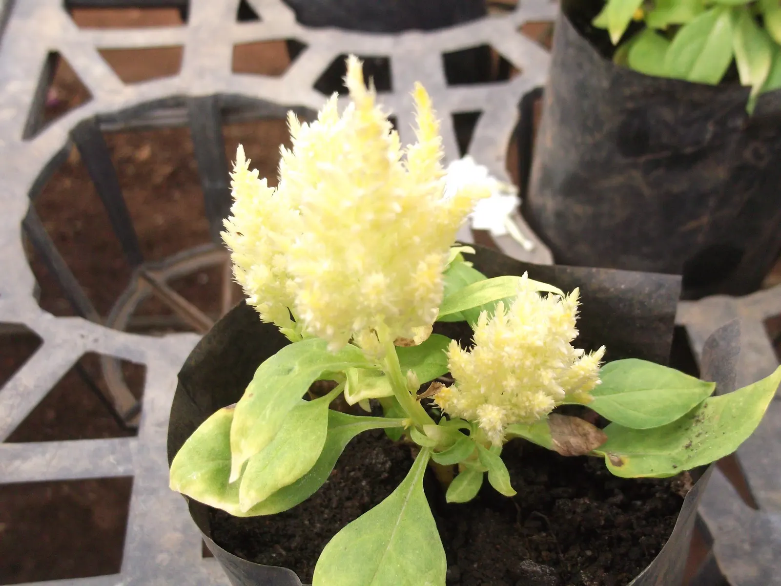 Cockscomb (Celosia Plumosa) — demonstrating a remarkable adaptability to a variety of climates but excelling in warmer conditions; prefers, image 108