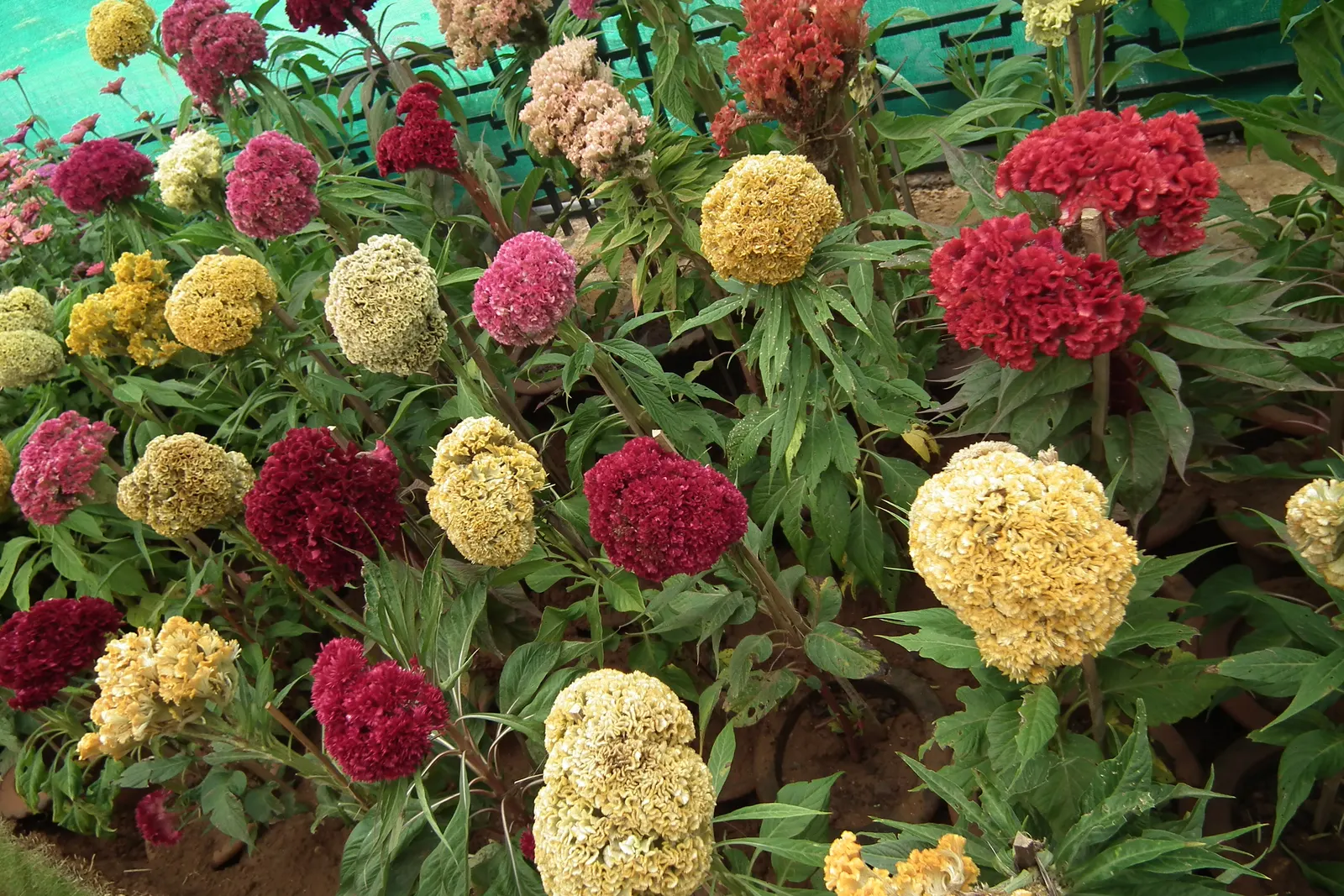 Cockscomb (Celosia Plumosa) — The plant prefers well-drained soil with a slightly acidic to neutral pH; this ornamental plant is a showstopper in any garden