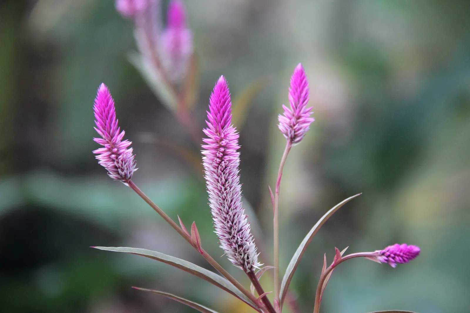 Cockscomb (Celosia Plumosa) — flowering annual known for its unique; requiring a minimum of 6 hours of direct sunlight per day, image 97