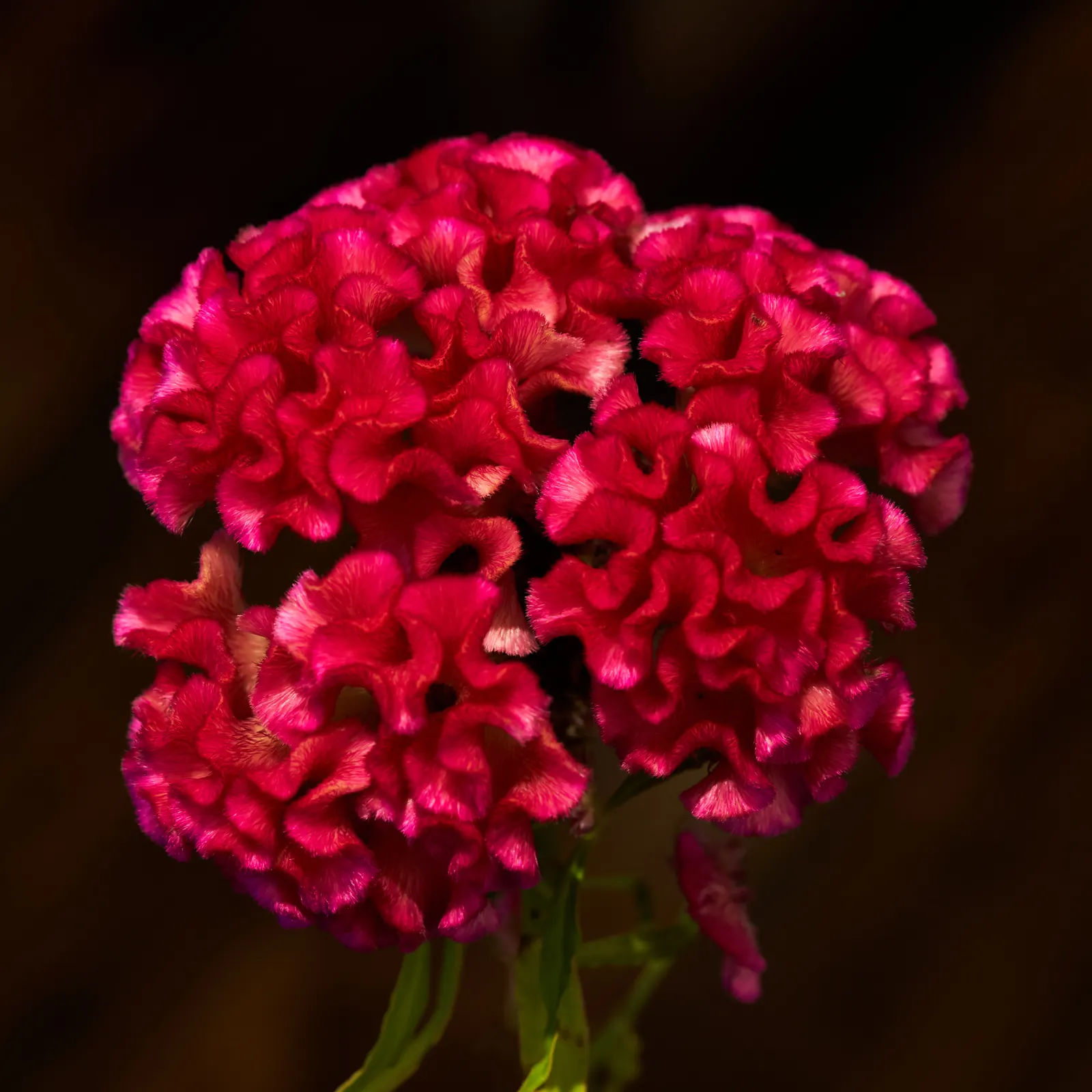 Cockscomb (Celosia Plumosa) — Its striking flower heads; as the Cockscomb tolerates drought better than wet feet