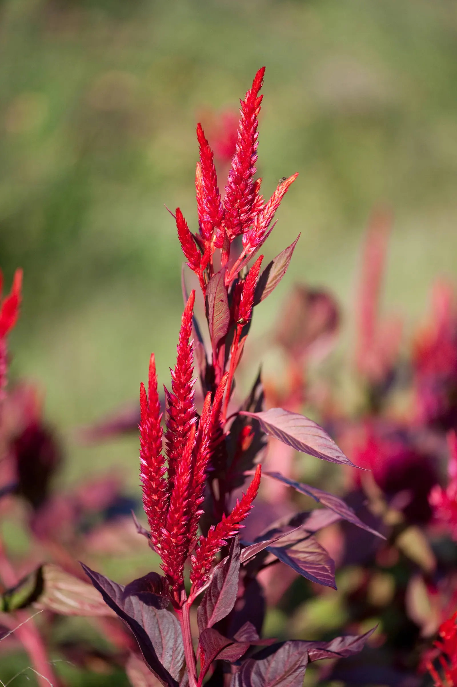 Cockscomb (Celosia Plumosa) — Low maintenance; drought tolerant; providing an enduring splash of color even after the growing season ends