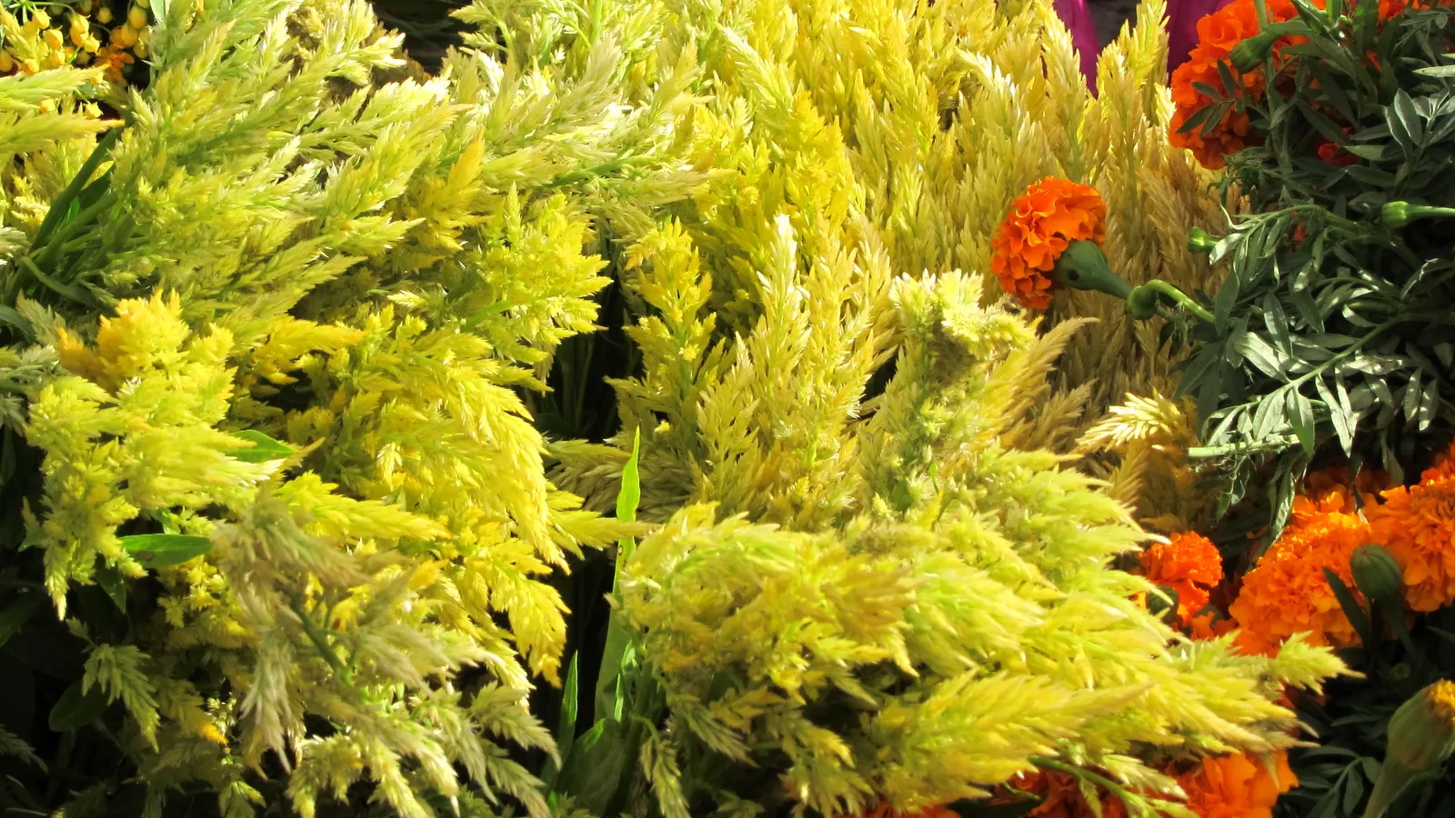 Cockscomb (Celosia Plumosa) — consider its height and vivid hues for creating focal points or borders in the garden; annual with red and yellow, image 86