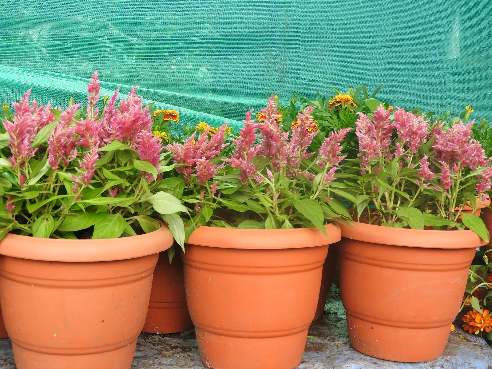 Cockscomb (Celosia Plumosa) — providing an enduring splash of color even after the growing season ends; which can lead to root rot.<br><br>Low, image 85
