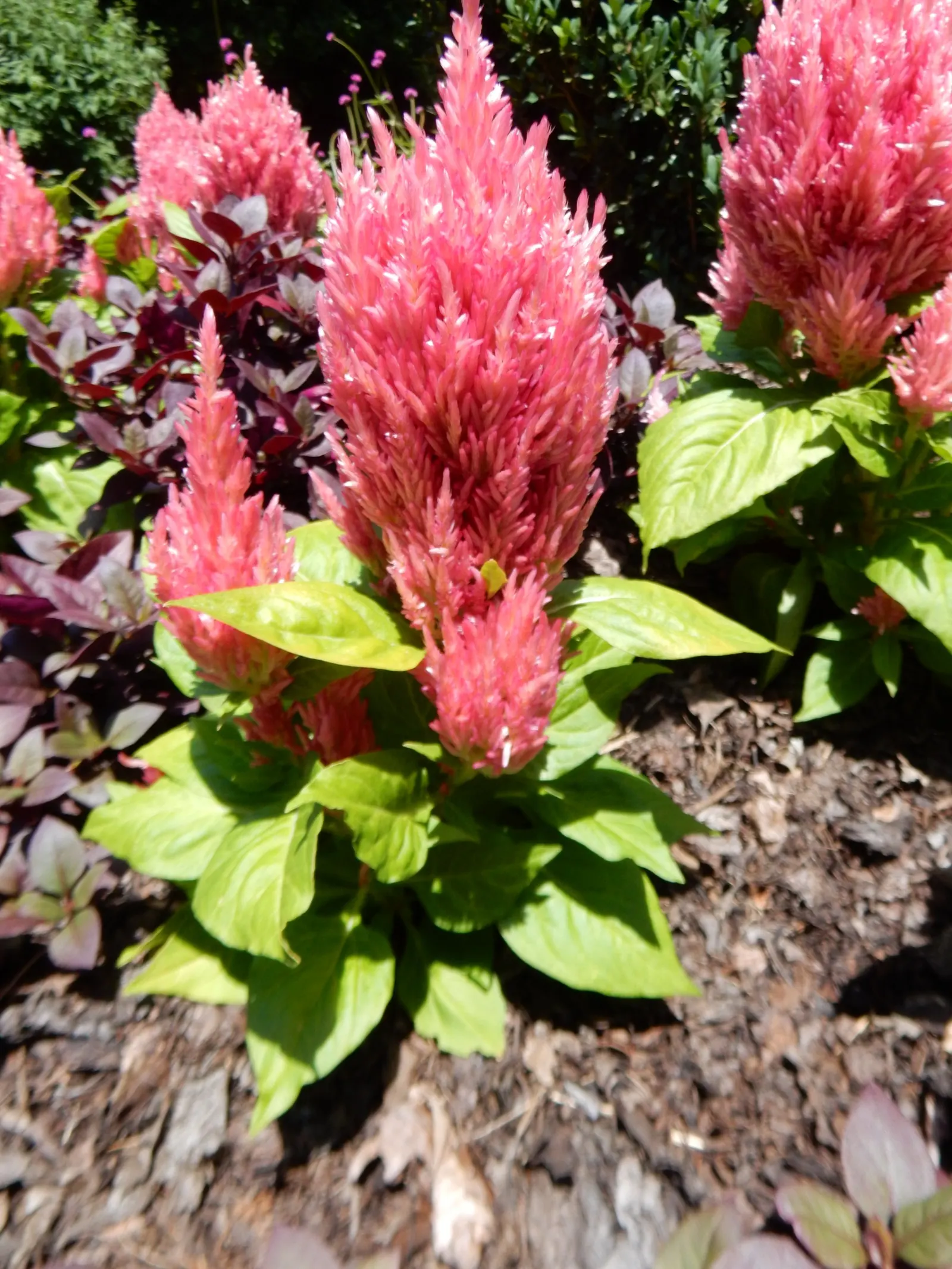 Cockscomb (Celosia Plumosa) — red and yellow flowers in the garden; which can extend up to 8 inches long, image 88
