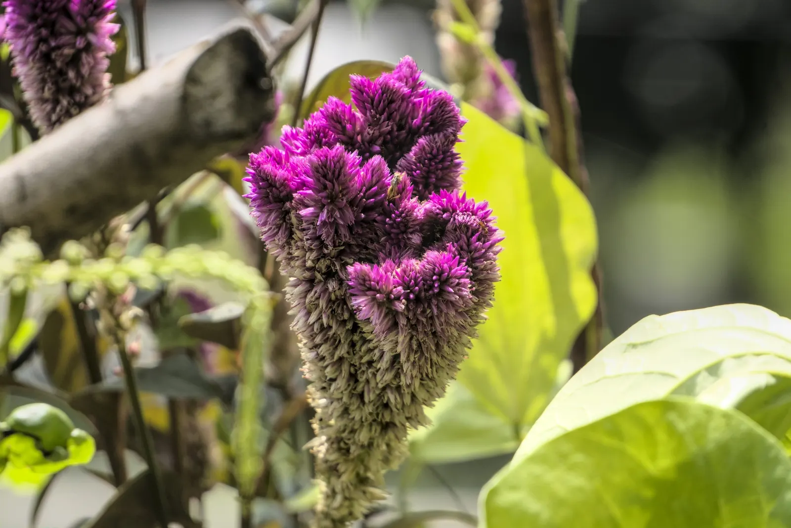 Cockscomb (Celosia Plumosa) — Attracts pollinators, adding ecological value to any garden design; belonging to the Amaranth family, image 66