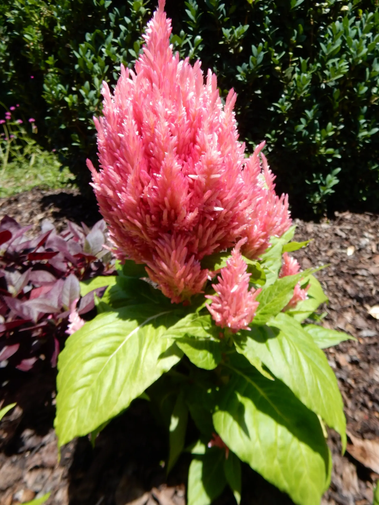 Cockscomb (Celosia Plumosa) — annual with red and yellow blooms; moderate watering is essential