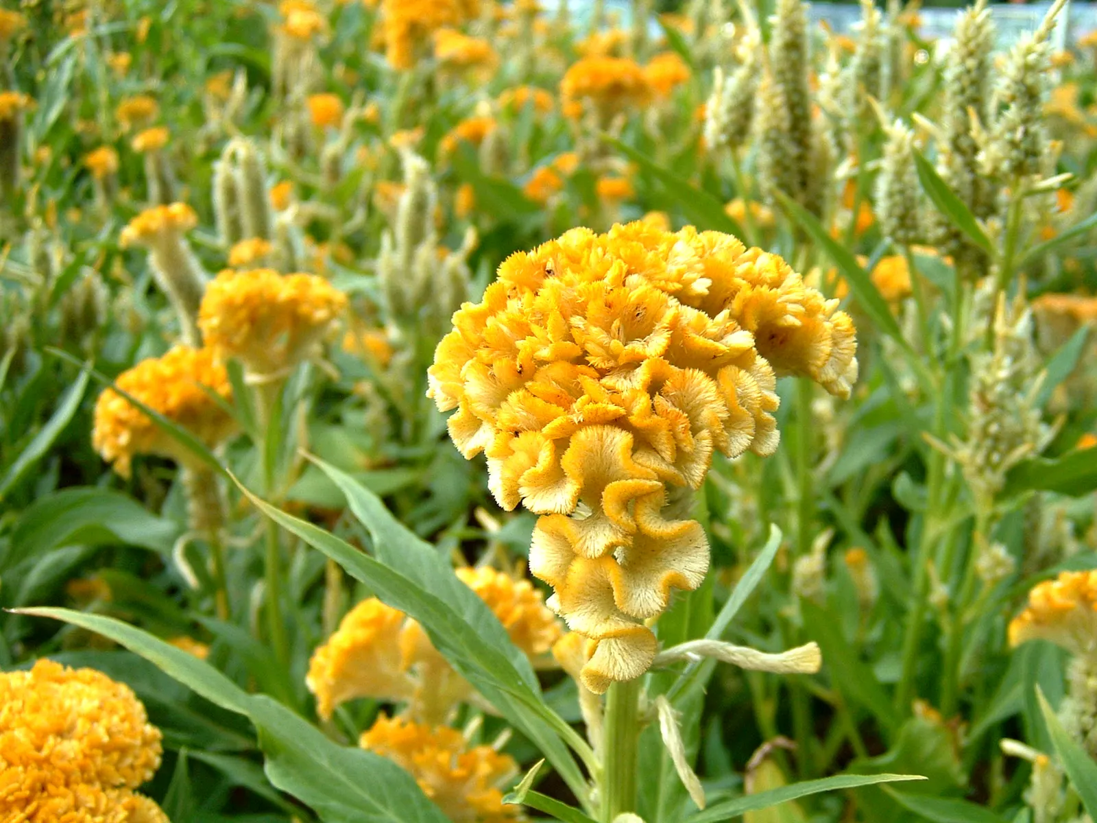 Cockscomb (Celosia Plumosa) — as the Cockscomb tolerates drought better than wet feet; its textural blooms also make it a popular choice for both fresh and