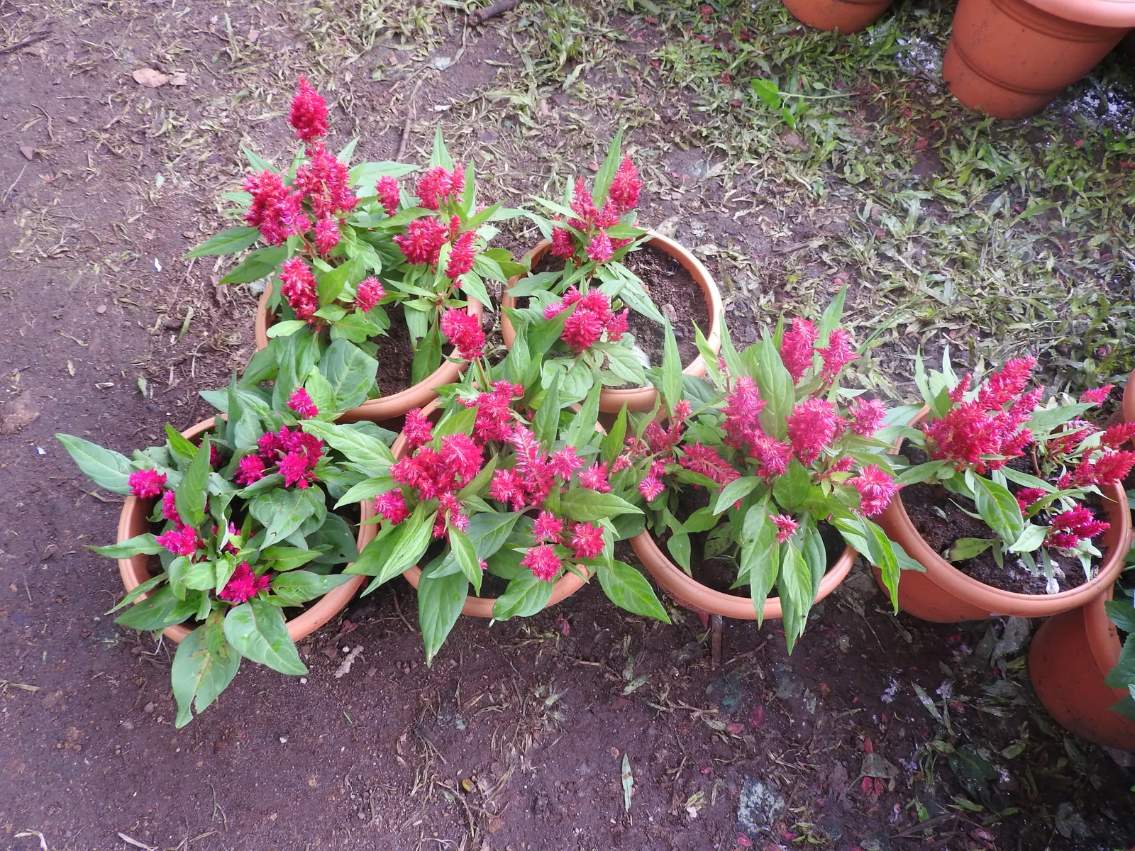 Cockscomb (Celosia Plumosa) — It is well-suited for USDA hardiness zones 2 through 11; consider its height and vivid hues for creating focal points, image 77