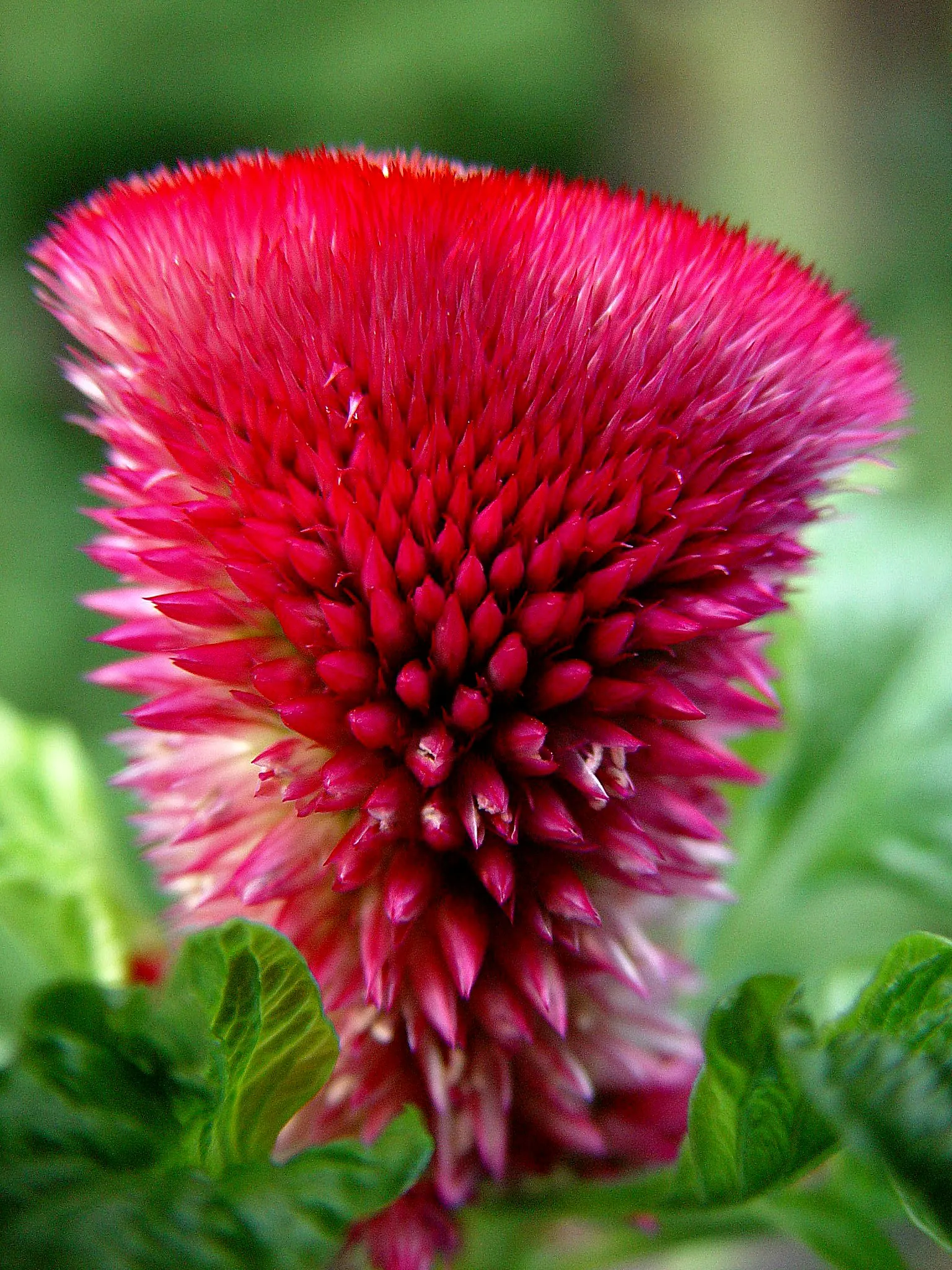 Cockscomb (Celosia Plumosa) — adding a fiery appeal to the landscape.<br><br>Celosia plumosa thrives in full sun; its striking flower heads, image 75